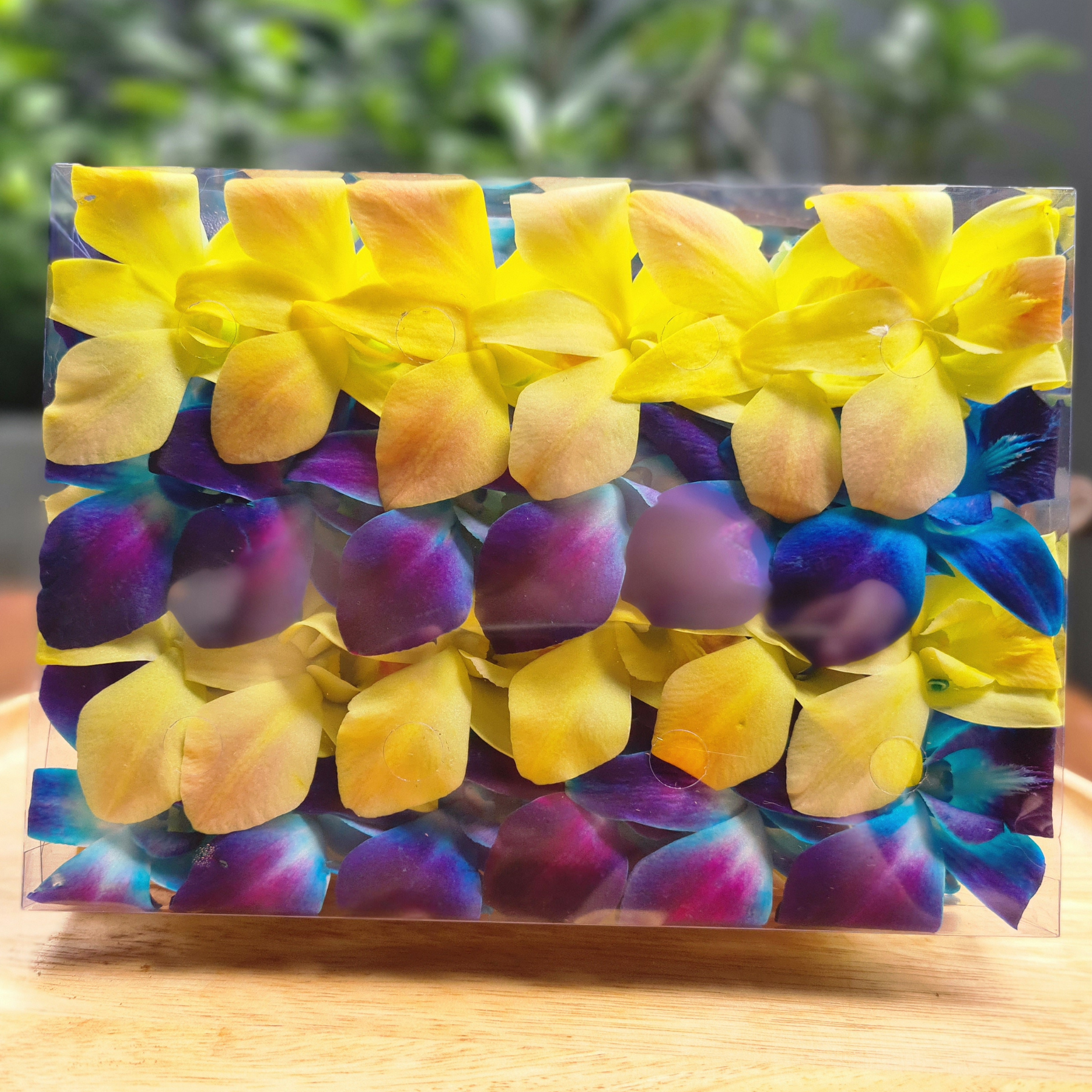 Bright yellow and blue dendrobium orchid blooms arranged together on wooden table background