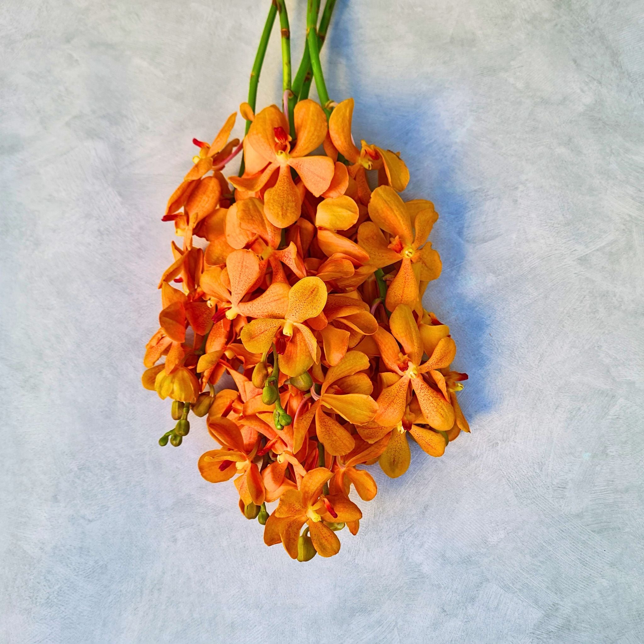 Premium Orange Orchids - Mokara  10 Fresh Stems with Water Capsule for Weddings, Hotels, and Events