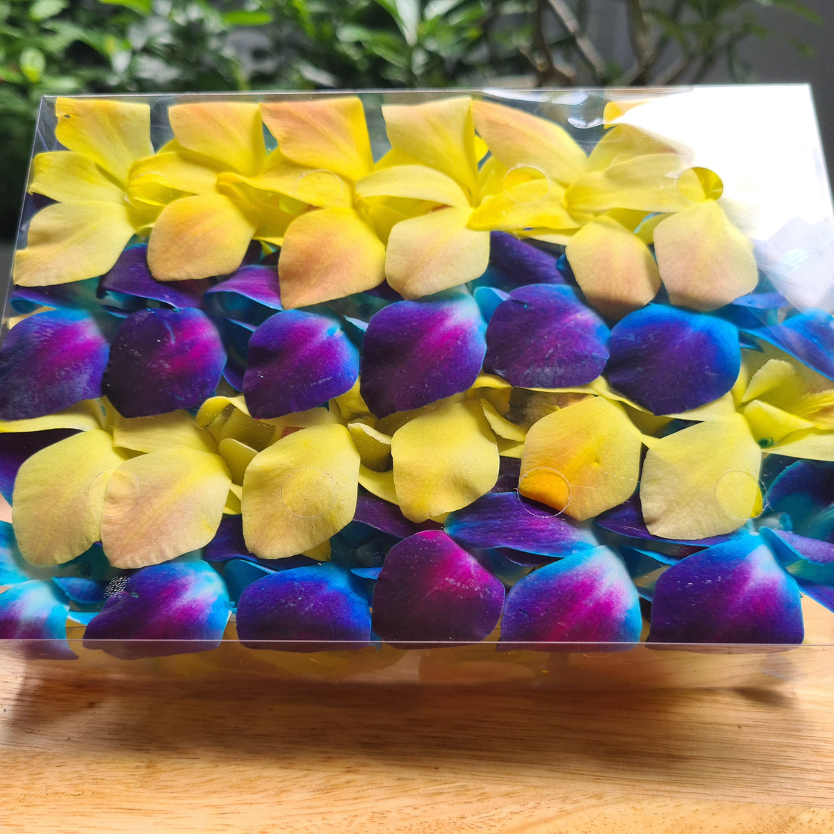 Top view of a clear box filled with mixed yellow and blue dendrobium orchid heads from Thailand.”