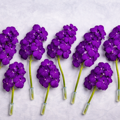 Purple Blue Vanda Orchid Bundle – 10 Fresh Exotic Stems for Weddings, DIY Bouquets, & Floral Décor