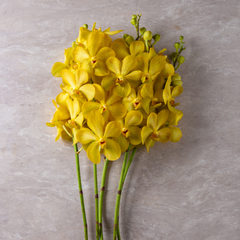 Fresh Yellow Mokara Orchids - 10 Stem Bundle with Water Capsule for Weddings, Events, and Home Decor