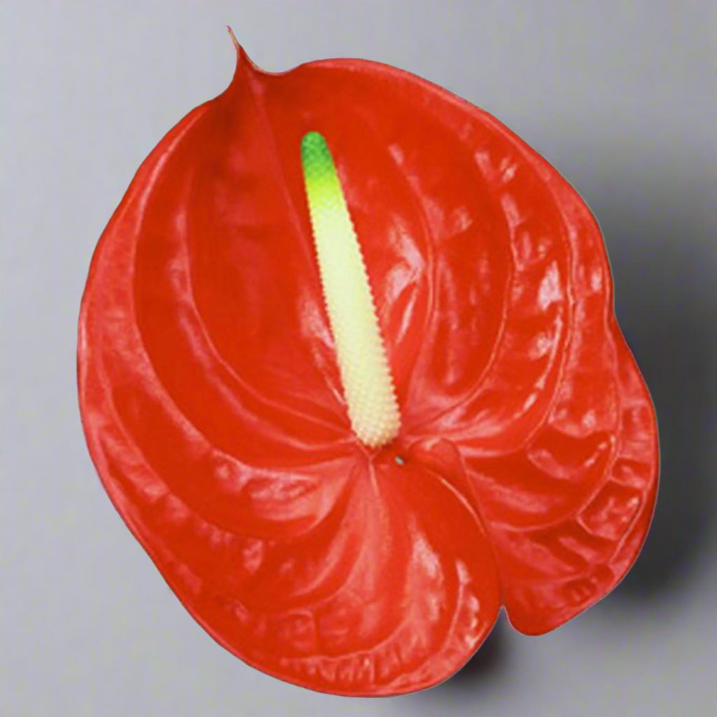 Anthurium FIRE, a glossy red orchid bloom fresh from Thailand, long-stemmed & perfect for weddings, DIY floral projects, event decorations & centerpieces. This vibrant flower features a shiny finish, adding elegance & uniqueness to formal arrangements