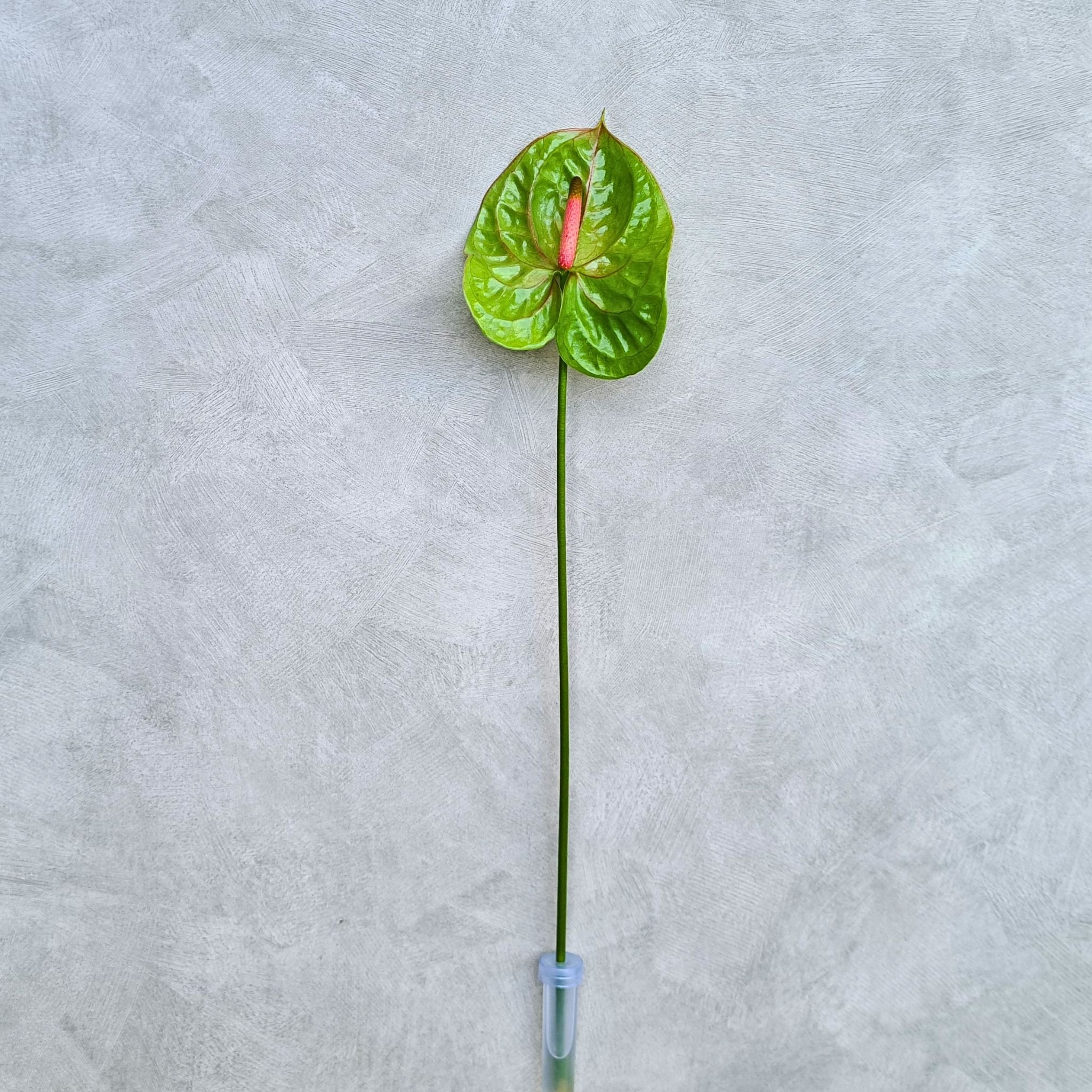 Fresh Green Anthurium Verino stems, unique blooms from Thailand, perfect for bouquets, centerpieces, and elegant event designs.