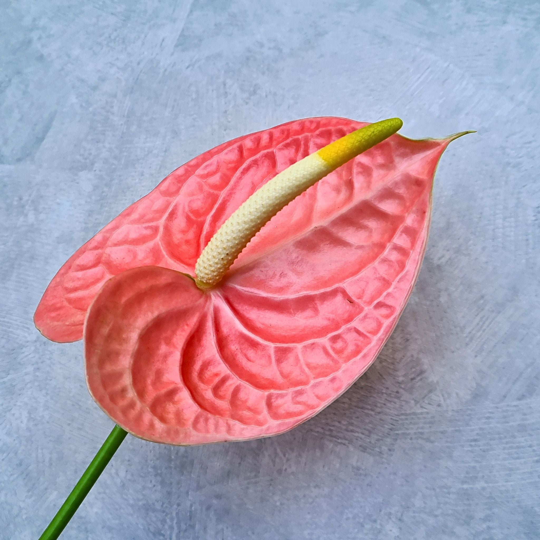 Fresh Anthurium orchids, "Nunzia," with soft peach-red hues and velvety petals. Bundles of 5-60 stems are perfect for weddings, events, home decor, or floral DIY projects. These exotic Thai blooms bring elegance and sophistication to every occasion.