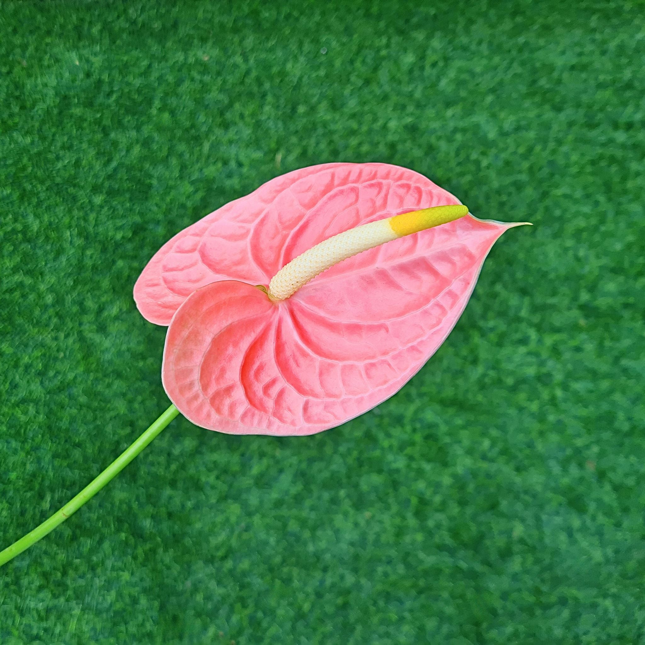 Rare Anthurium orchids, "Nunzia," light peach-red flowers with velvety petals. Bundled fresh from Thailand in 5-60 stems, perfect for weddings, event decor, home styling, or creative floral projects, adding elegance and tropical charm to any space.