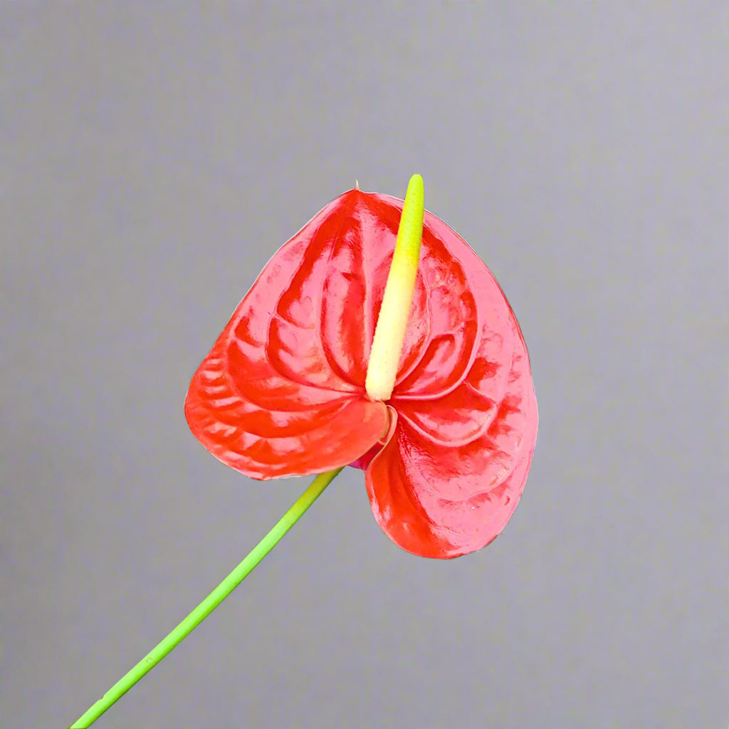 Anthurium FIRE, a shiny red orchid bloom with a bold, glossy finish, long-lasting & shipped fresh from Thailand. Ideal for weddings, floral centerpieces, DIY projects & event décor, this unique flower stands out with its vibrant sheen & sophisticated appeal.