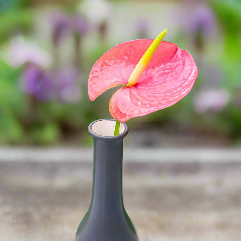 Rare Anthurium Rosa orchids, salmon-pink tropical flowers in reddish-peach hues. Available in 5-60 stem bundles, fresh from Thailand. Perfect for weddings, floral decor, events, or creative DIY projects, adding elegance to any setting