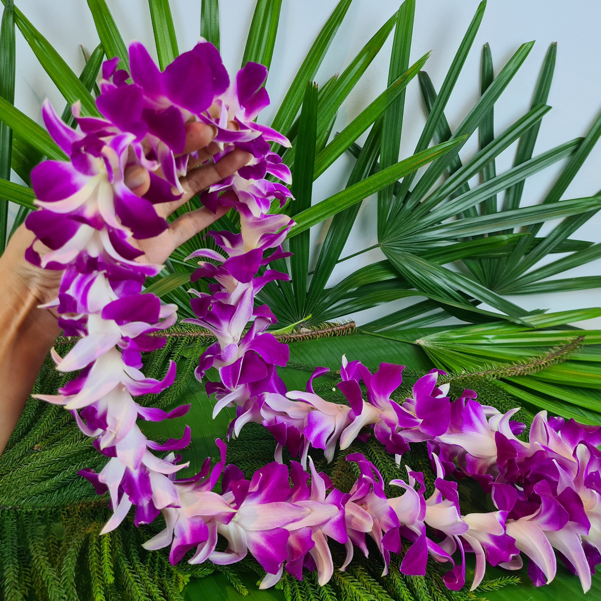 Single Purple Orchid Lei adorned with 55 fresh Dendrobium orchids from Thailand. Perfect for special events like luaus and concerts, this lei combines elegance and durability in a stunning purple floral design.