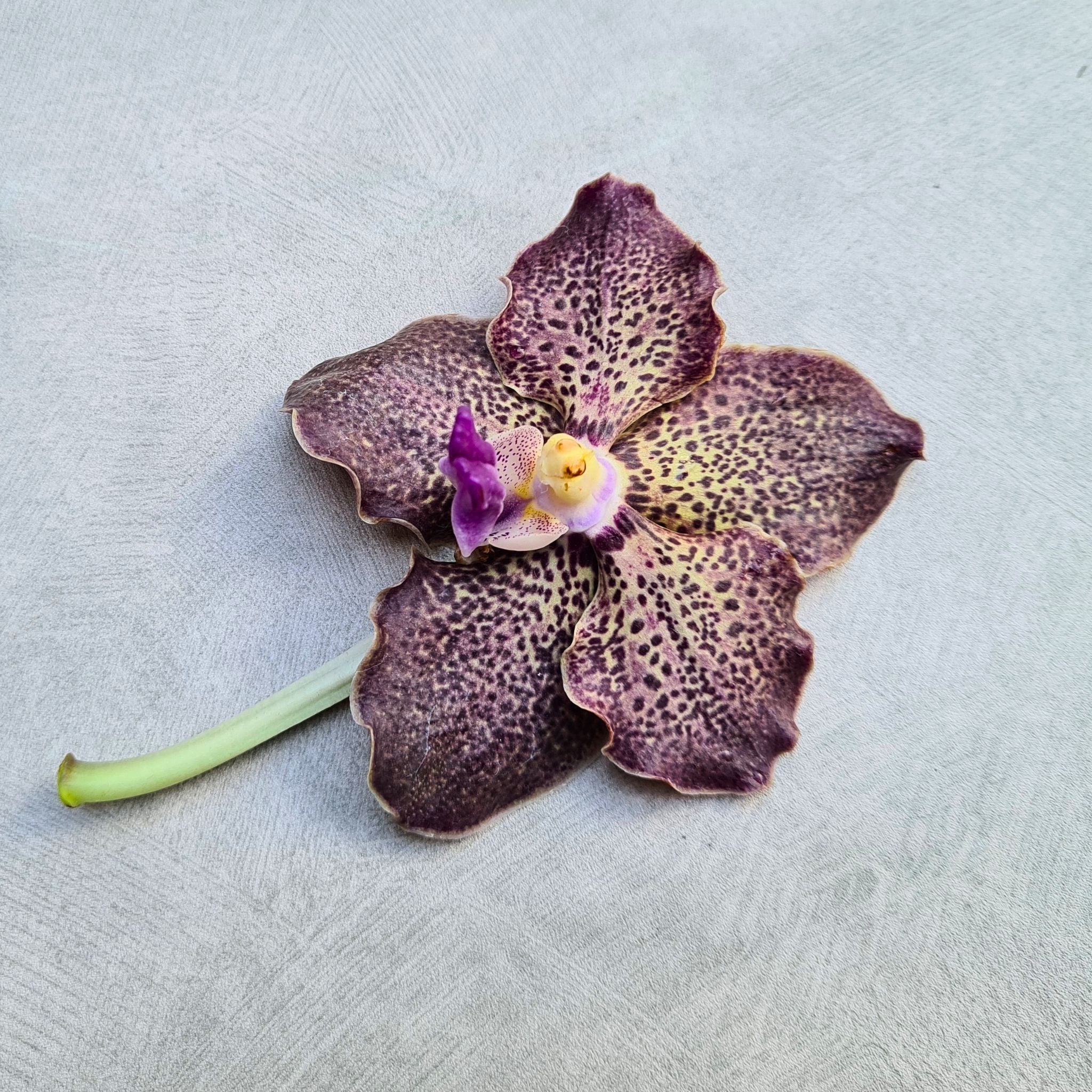 Freshly cut Black Magic Vanda Orchids with unique color variations in purple, black, and gray. This 10-stem bundle offers long-lasting beauty, perfect for dramatic wedding centerpieces, floral arches, and sophisticated event décor.