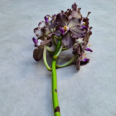 Black Magic Vanda Orchids – Enchanting Fresh Stems for Wedding Décor
Elevate any floral setting with Black Magic Vanda Orchids, known for their dark, velvety petals and intricate details. This 10-stem fresh bundle is ideal for bridal arrangements, floral backdrops, gothic-inspired décor, and dramatic centerpieces. Handpicked from Thai farms, these orchids arrive fresh and ready to impress. Ships free within the USA!