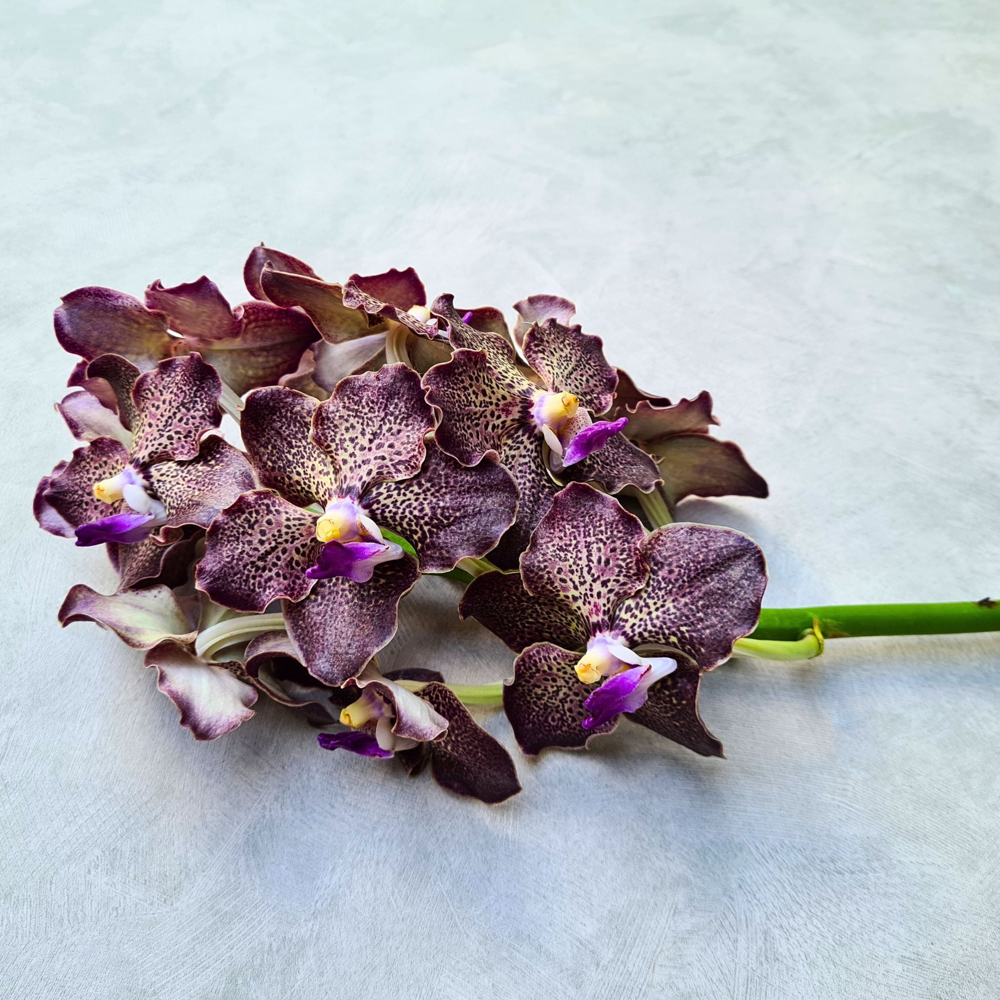 Stunning Black Magic Vanda Orchids with velvety petals and rare colors like purple, gray, and black. A 10-stem bundle of strong, long-lasting blooms for weddings, centerpieces, and magical floral designs. Freshly flown from Thai farms.