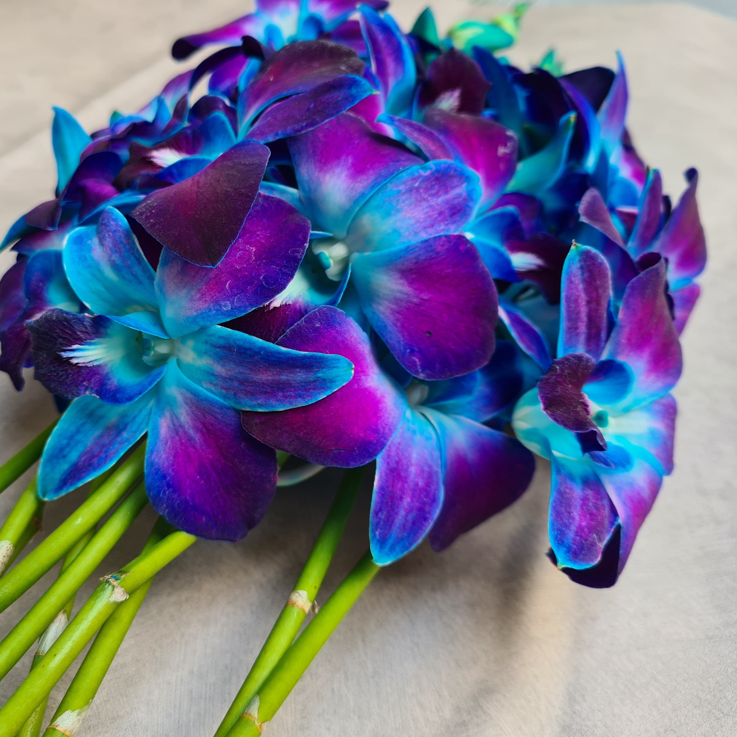 Make a statement with our Blue Orchid Stems! These specially dyed Dendrobium orchids boast a rich, deep blue and purple hue, making them one of our most eye-catching floral options. Each bundle contains 10 fresh stems, flown in directly from Thailand. Their bold color and long-lasting beauty make them ideal for weddings, floral centerpieces, tropical décor, and DIY bouquets. Order today and enjoy free shipping across the USA!