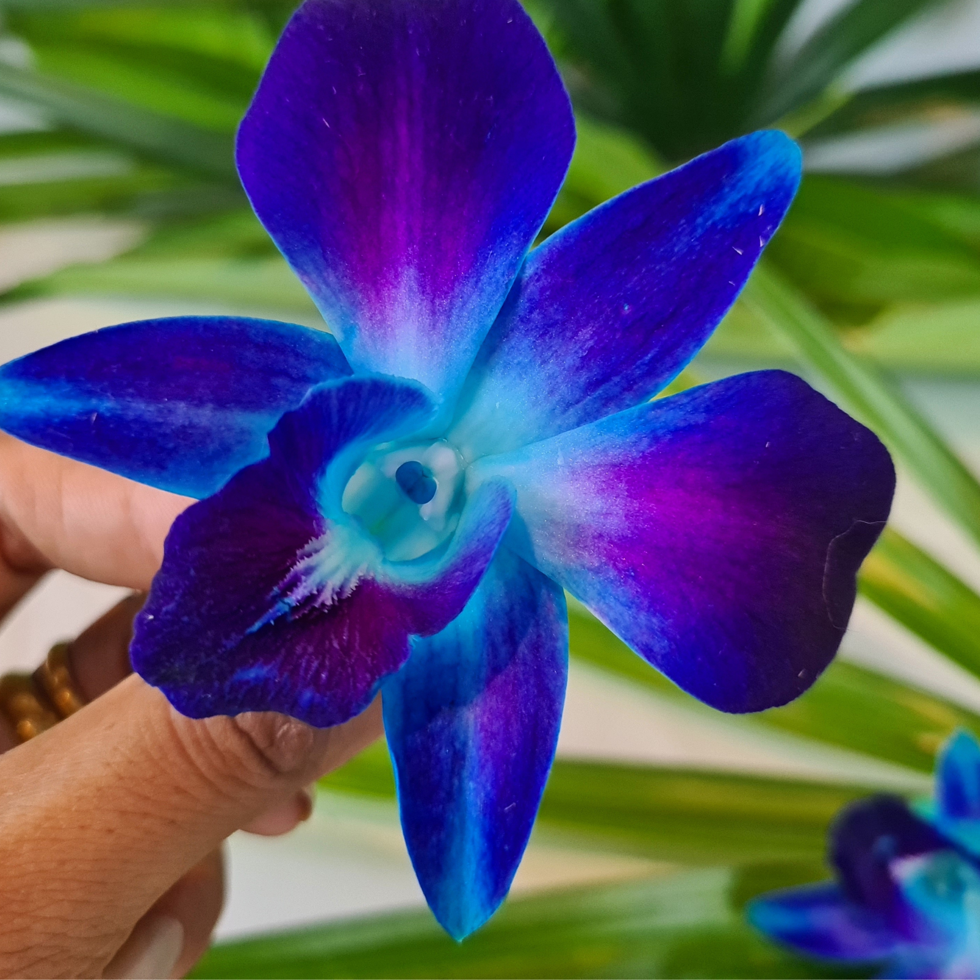 50 Fresh Blue and Dark Purple Dendrobium Orchids | Shipped Weekly from Thailand | Ideal for Event Decor | Long-Lasting and Versatile | Perfect for Table Centerpieces, Parties, and DIY Projects