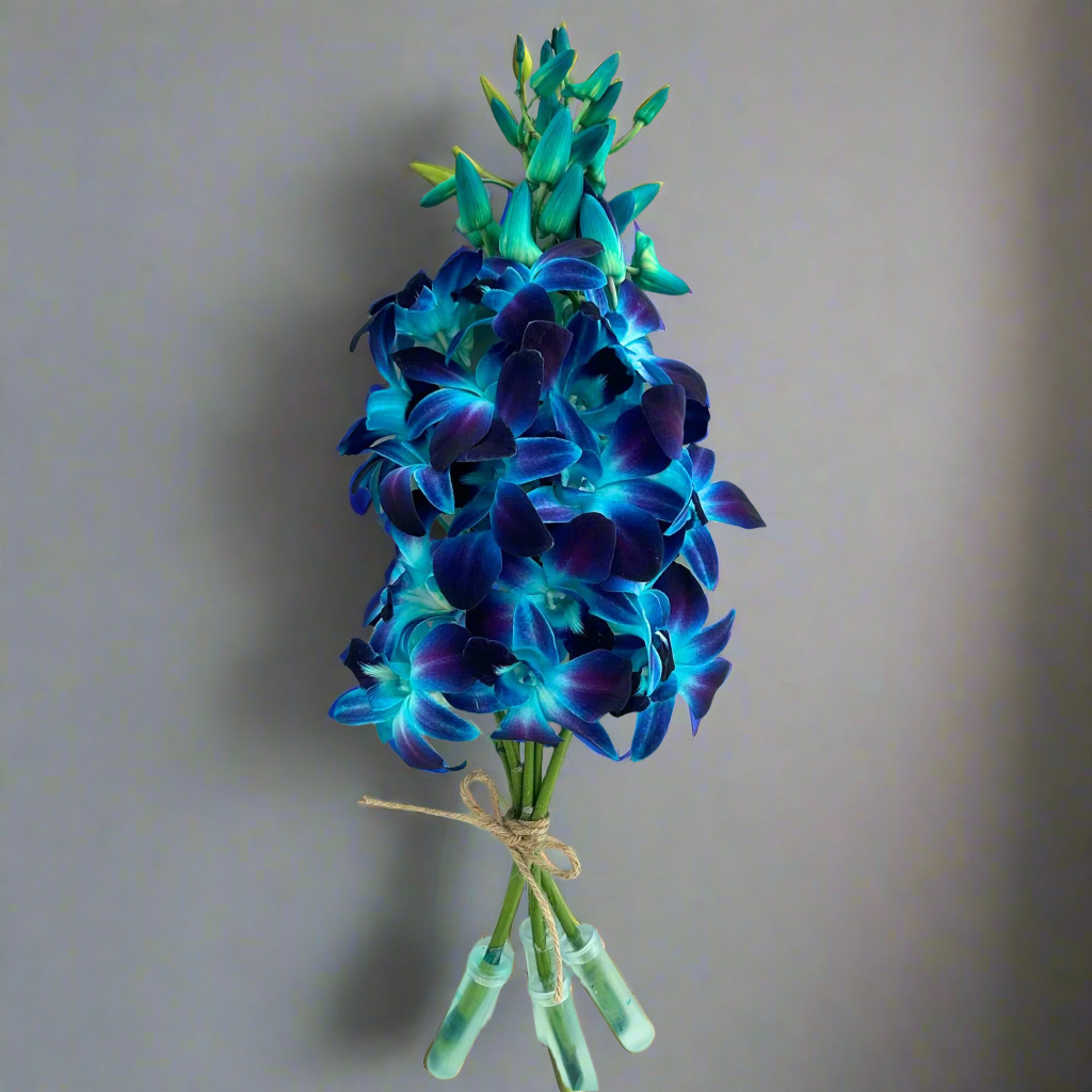 Our Fresh Blue Orchid Stems are a showstopper! This set of 10 Dendrobium orchids features a deep blue-purple hue, achieved through an internal dyeing process. Their striking color and fresh quality make them ideal for weddings, centerpieces, and floral designs. Shipped fresh from Thailand, these exotic orchids add a vibrant, tropical touch to any occasion. Perfect for DIY floral arrangements, events, and elegant home décor. Free shipping in the USA!