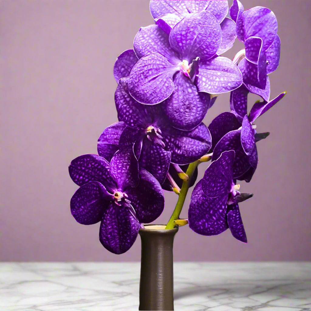 Blue Vanda Orchids, also known as Deep Purple Vandas, in a fresh 10-stem bundle. Gorgeous exotic flowers with bold patterns, flown from Thailand. Perfect for table centerpieces, bouquets, and event floral arrangements. Free shipping available