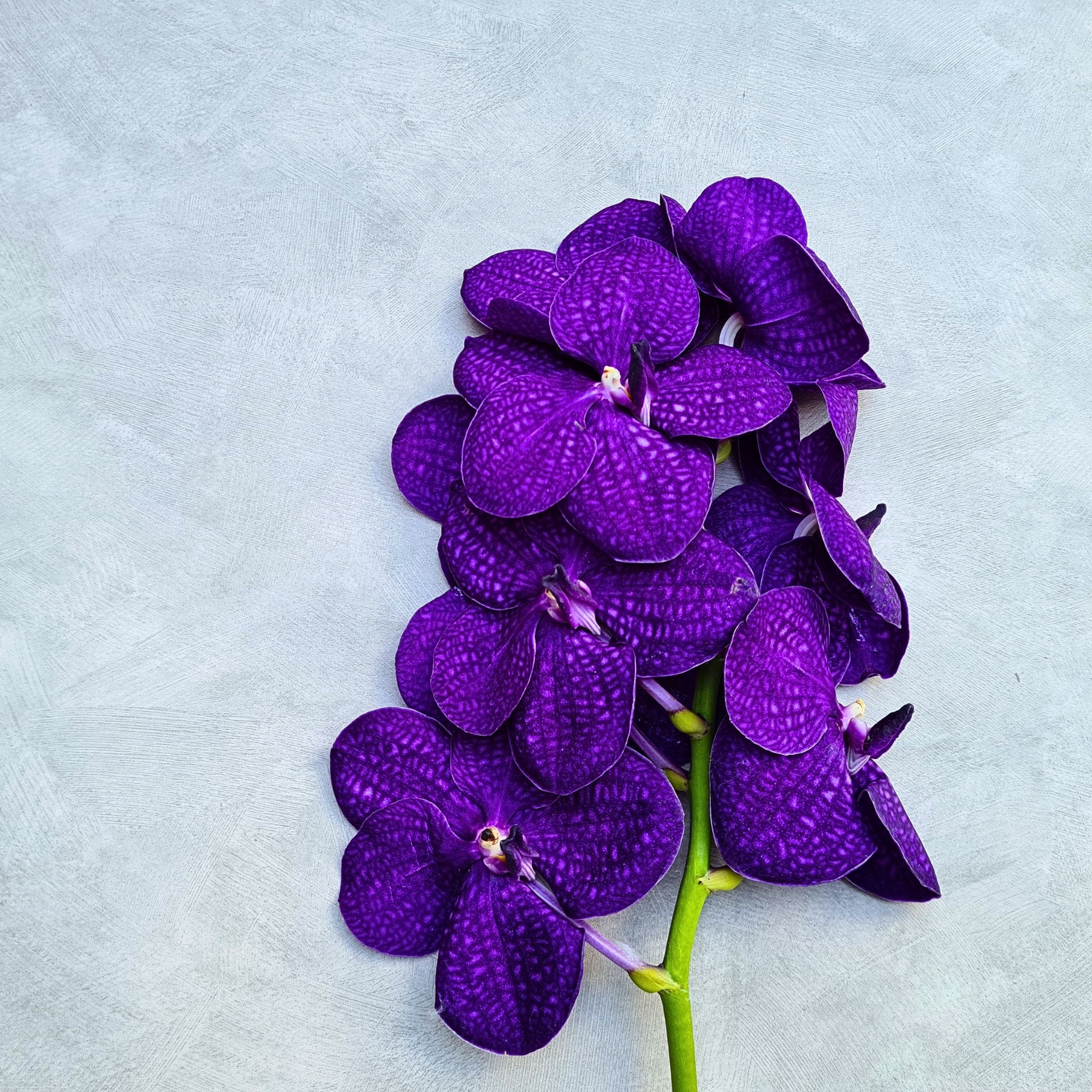 Vibrant Blue Vanda Orchid bundle featuring 10 fresh stems. Deep purple exotic flowers with strong stems and unique patterns, perfect for weddings, DIY floral creations, and photography props. Shipped fresh from Thailand to your doorstep