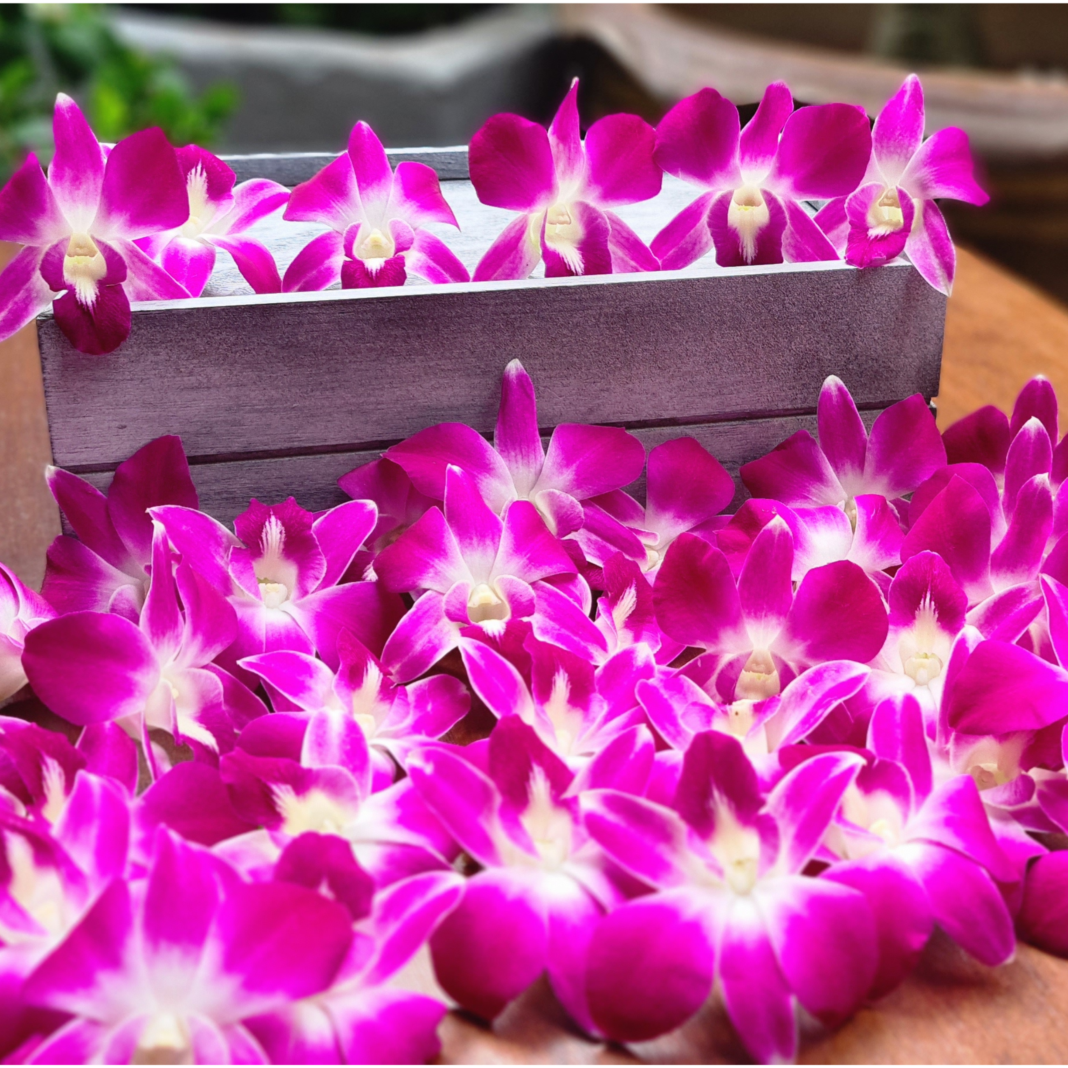 Purple Dendrobium Orchid Blooms | 50 Fresh Blooms from Thailand | Ideal for Event Decor and DIY Projects | Long-Lasting | Perfect for Table Centerpieces, Party Decorations, and Hospitality | High-Quality Purple Orchids