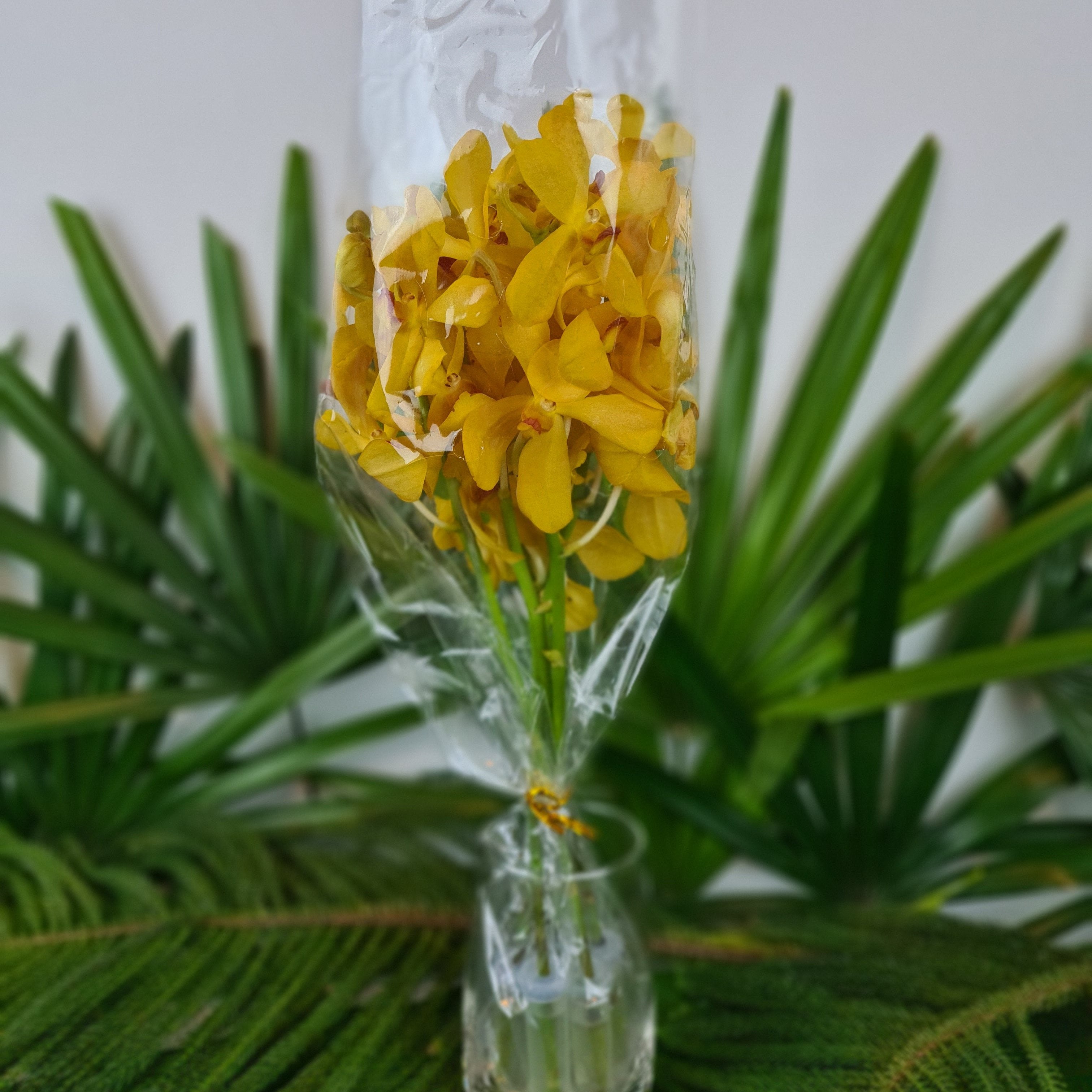 10 Yellow Mokara Orchids with water capsules. Fresh from Thailand, perfect for weddings, home decor, and special events. Long-lasting blooms with vibrant yellow color, ideal for creating elegant floral arrangements and memorable gifts.