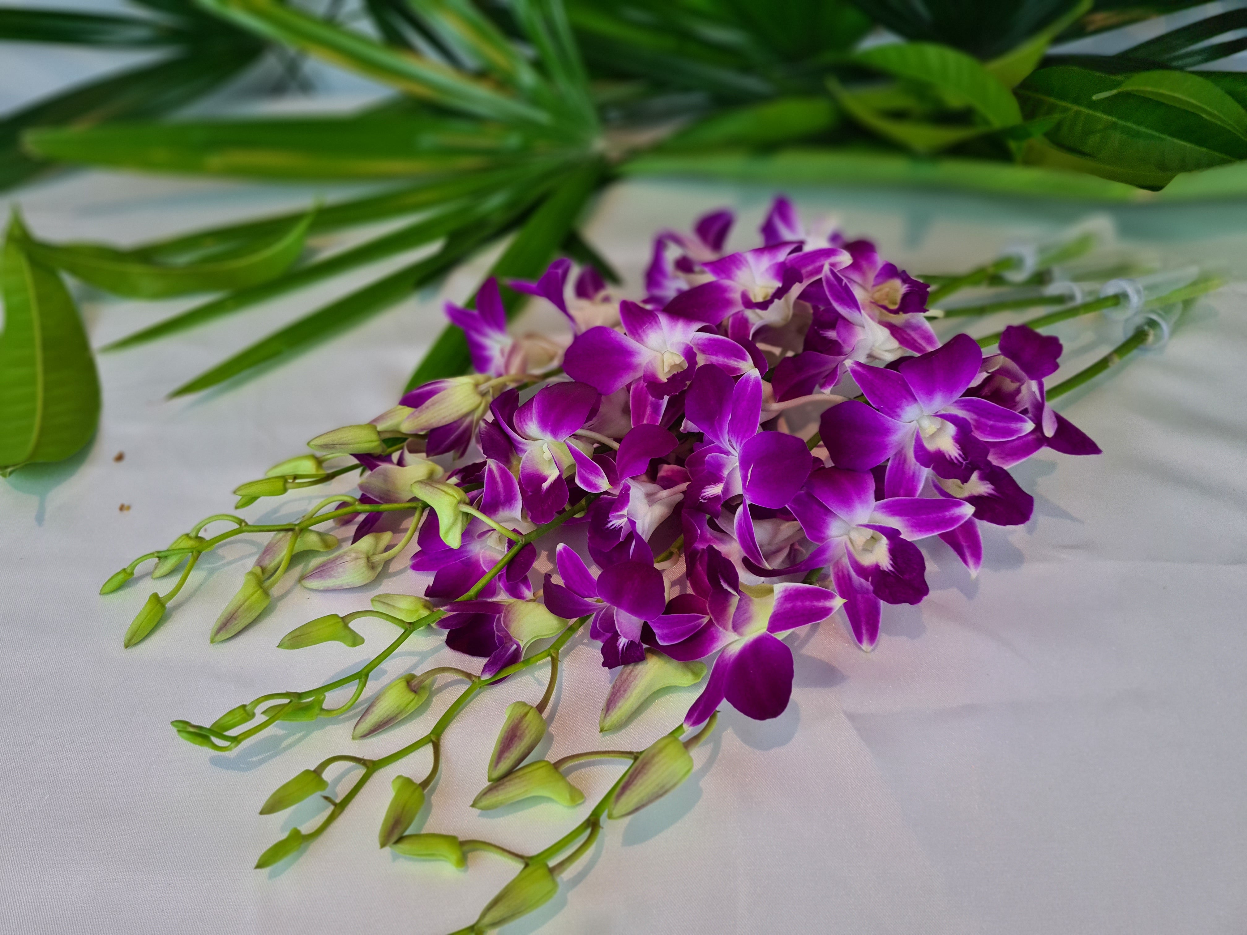 10 stems of Purple Dendrobium Orchids with water capsules, flown fresh from Thailand. Perfect for gifts, event decorations, and floral arrangements. Premium quality and long-lasting, offering vibrant beauty for any occasion.