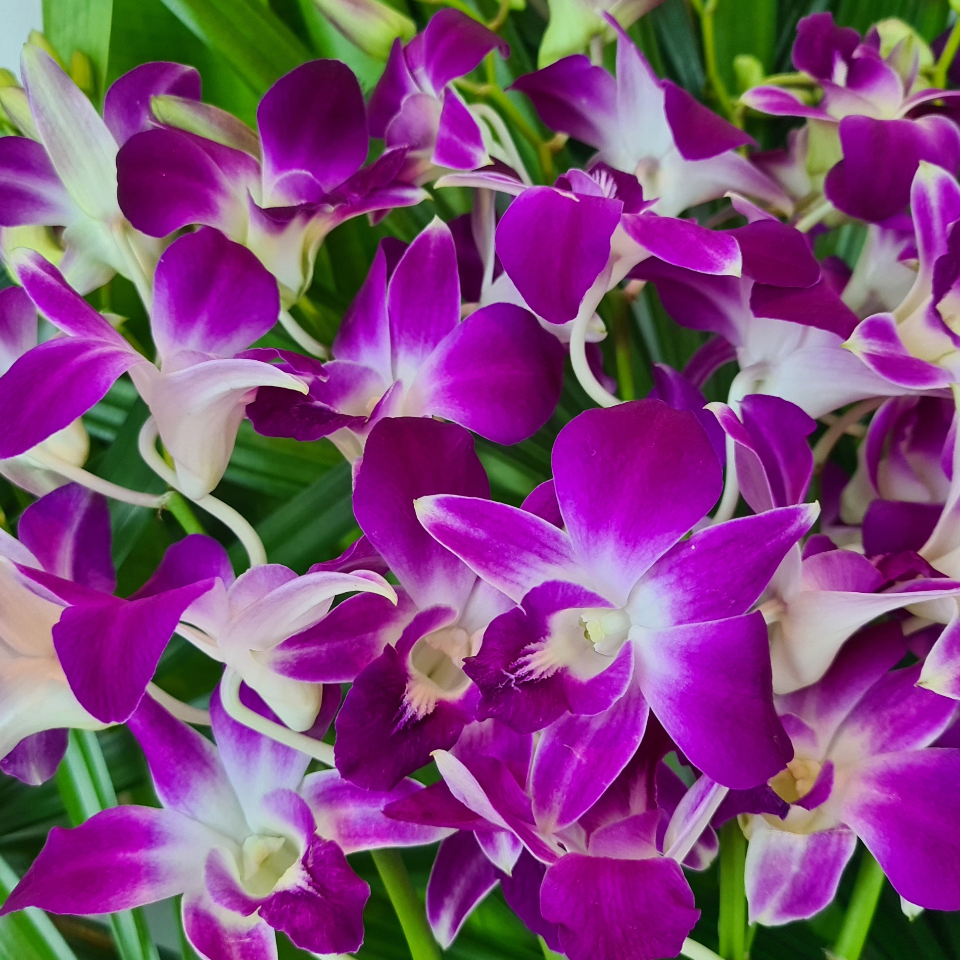 Fresh Purple Dendrobium Orchids, 10 stems with water capsules. Perfect for wedding decorations, home decor, and special events. Flown in from Thailand, offering long-lasting beauty and premium quality for elegant floral displays.