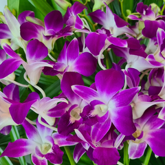 Fresh Purple Dendrobium Orchids, 10 stems with water capsules. Perfect for wedding decorations, home decor, and special events. Flown in from Thailand, offering long-lasting beauty and premium quality for elegant floral displays.