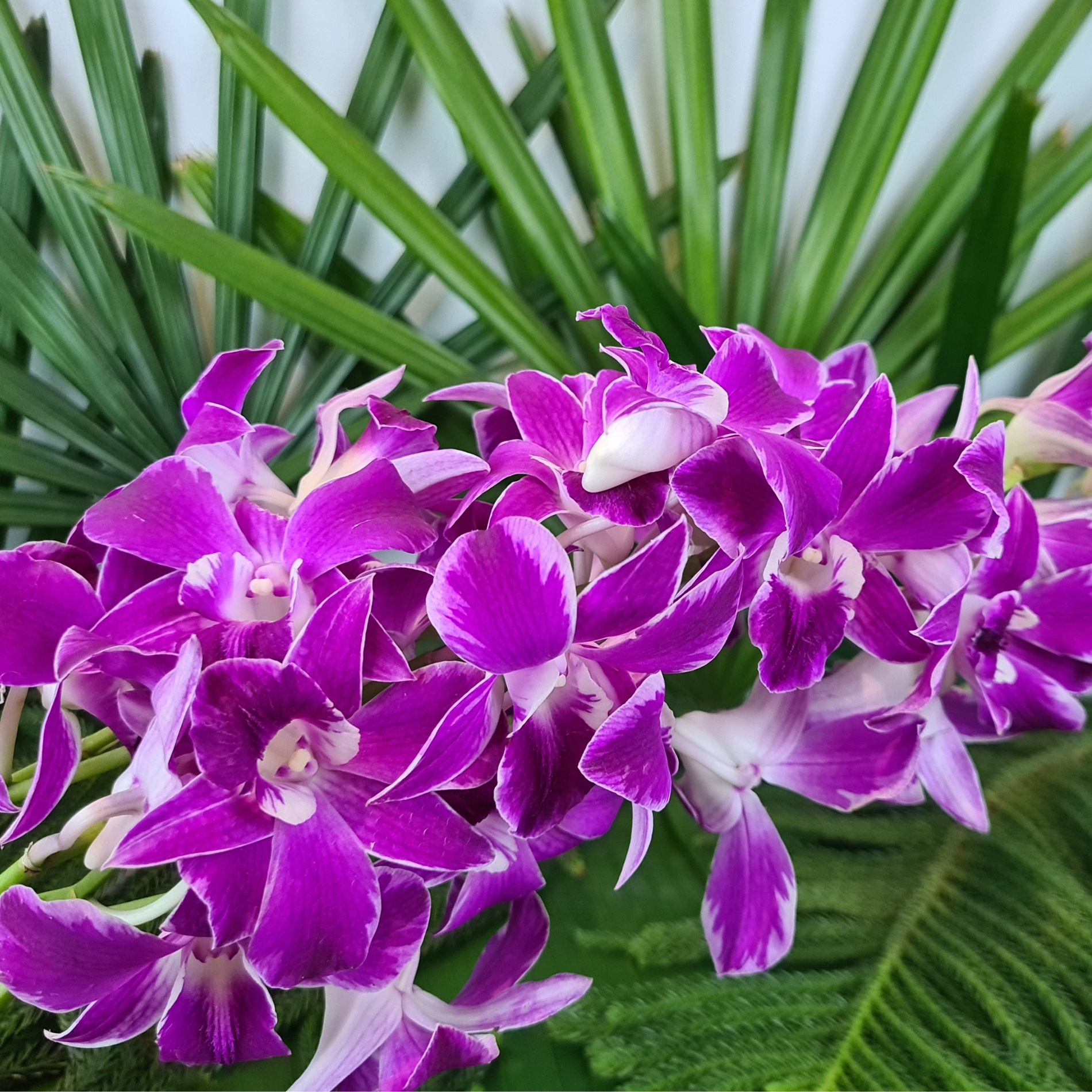 Fresh Ultra Violet Dendrobium Orchids, 10 stems with water capsules. Perfect for wedding decorations, home decor, and special events. Flown in from Thailand, offering long-lasting beauty and premium quality for elegant floral displays.