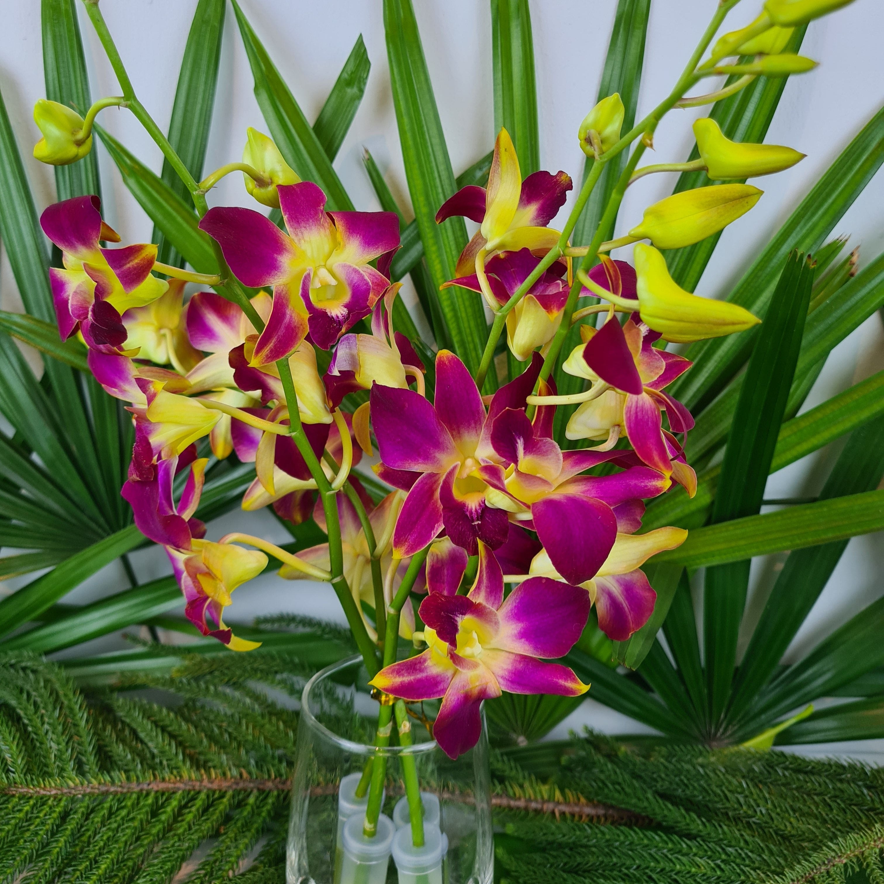 10 stems of Yellow and Red Dendrobium Orchids with water capsules, flown fresh from Thailand. Perfect for gifts, event decorations, and floral arrangements. Premium quality and long-lasting, offering vibrant beauty for any occasion or home decor.