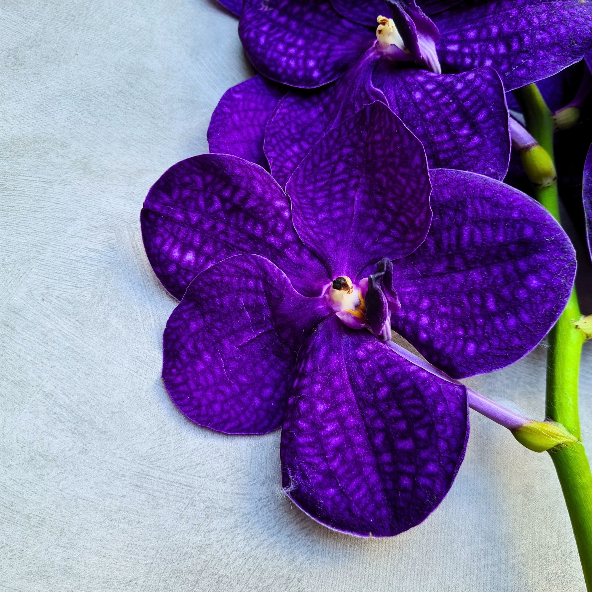 Deep Purple Vanda Orchids, also referred to as Blue Vandas, freshly flown from Thailand. Ten-stem bundle ideal for bouquets, event floral arrangements, and table décor. Unique petal designs and vibrant color for a luxurious floral touch.