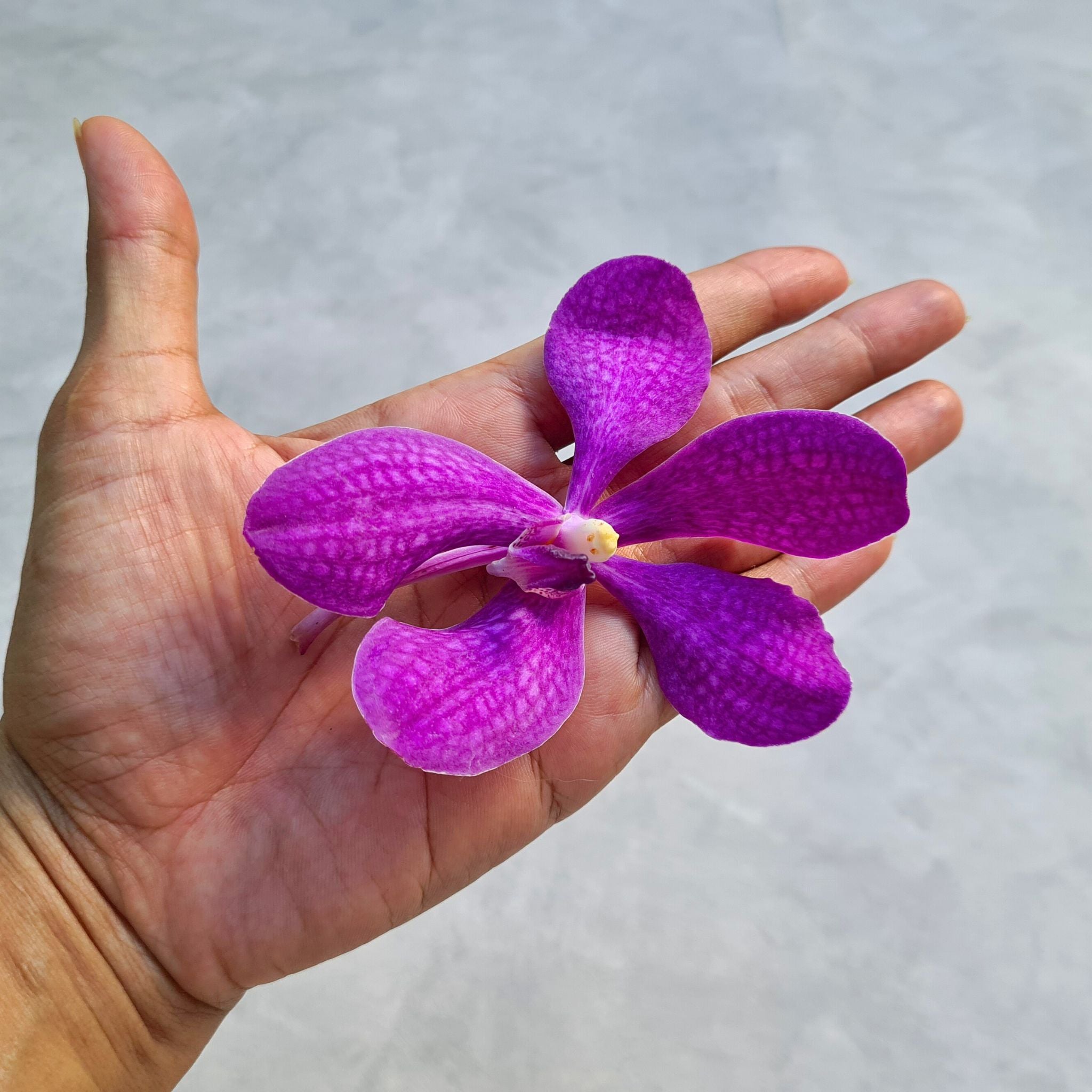 Vivid dark purple Mokara Blue orchids with bold color and minimal speckling. Fresh 10-stem bundle of Thai blooms, perfect for weddings, floral designs, and elegant home décor.