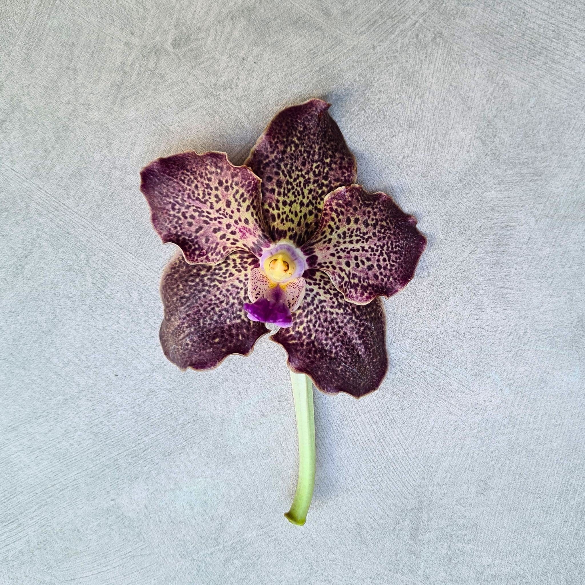 Exotic Black Magic Vanda Orchid bundle featuring 10 fresh stems in assorted shades of purple, brown, gray, and black. Rare Thai orchids ideal for wedding décor, luxury floral arrangements, and special event designs. Free shipping included