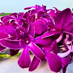 🌸 Rare dark purple Dendrobium orchids, "Miss Siam Red," featuring white-striped petals. Fresh from Thailand, ideal for weddings, home decor, bouquets, and florists. Bundled in 10 stems with water capsules for long-lasting blooms. Free shipping included!