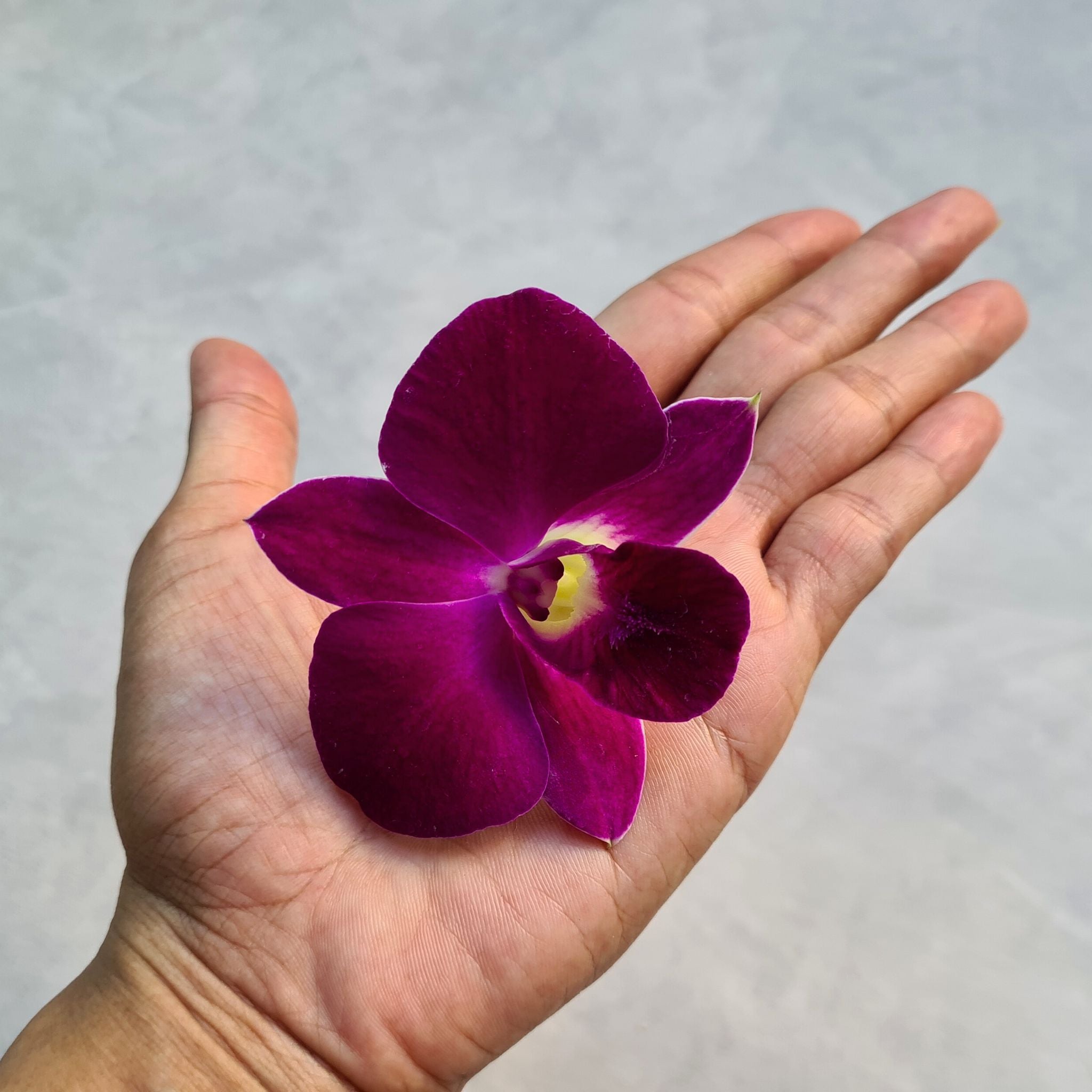 Sonia Dendrobium Orchid bloom in deep red-violet, Red Bull variety. Freshly flown from Thailand, long-stemmed & glossy, it’s perfect for weddings, formal events, DIY floral décor & bold, luxurious arrangements.