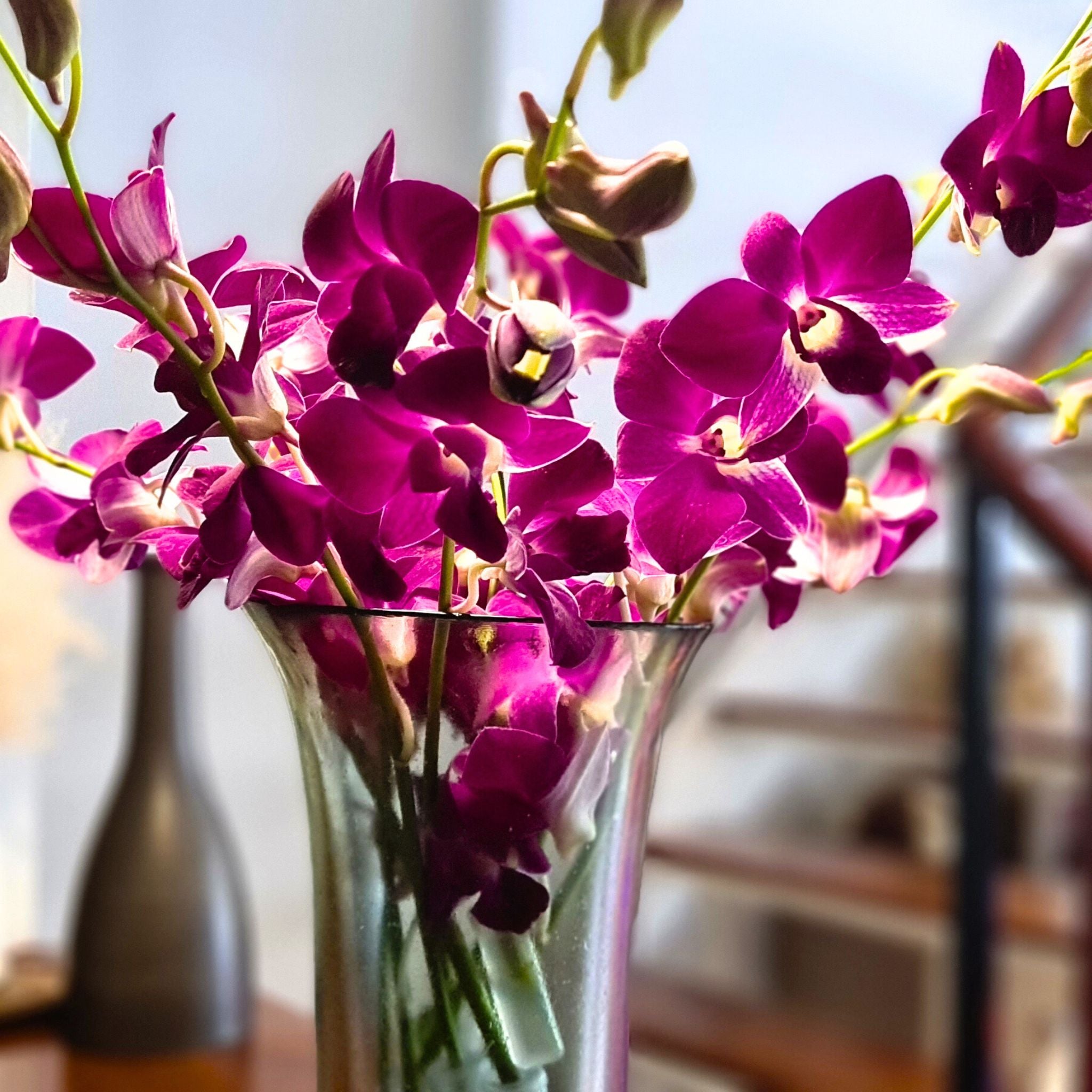 Vibrant Dendrobium Orchid Red Bull, featuring a deep red-violet Sonia bloom. Long-stemmed & fresh from Thailand, it’s perfect for wedding bouquets, event décor, or bold DIY floral projects. Glossy, elegant, & ready to elevate any arrangement.