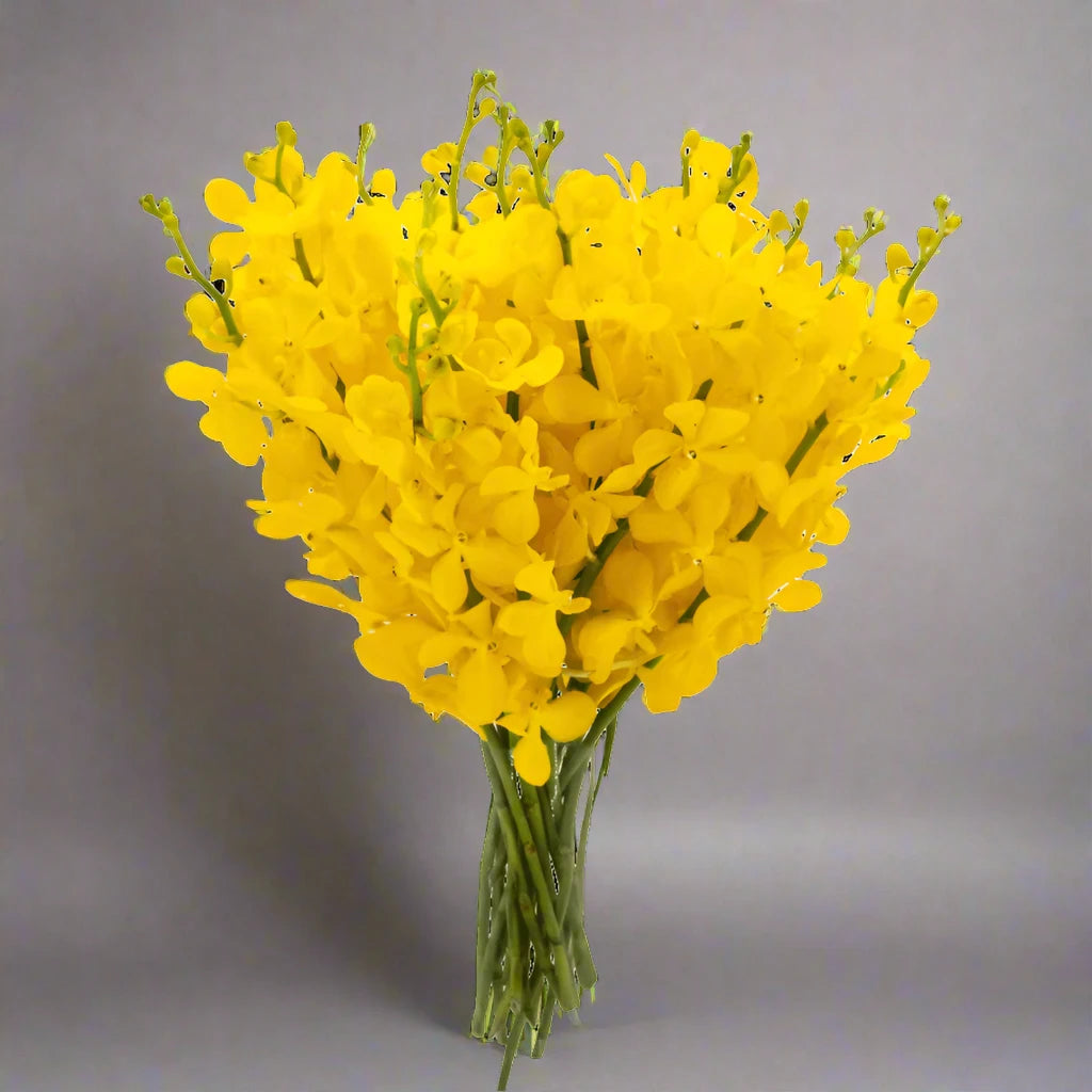 Fresh Yellow Mokara Orchids - 10 stems with water capsules for extended freshness. Ideal for weddings, home decor, and events. Flown in from Thailand, these vibrant yellow orchids enhance floral arrangements and gifts with lasting beauty.