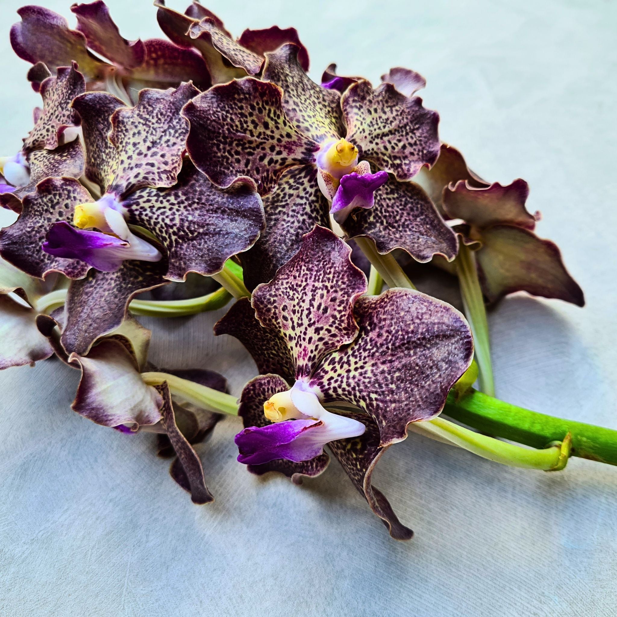 Fresh Vanda Orchids in assorted colors, including black, gray, and purple. Known as Black Magic Orchids, this 10-stem bundle is perfect for luxury event floral designs, wedding décor, and striking DIY projects. Exotic Thai blooms.