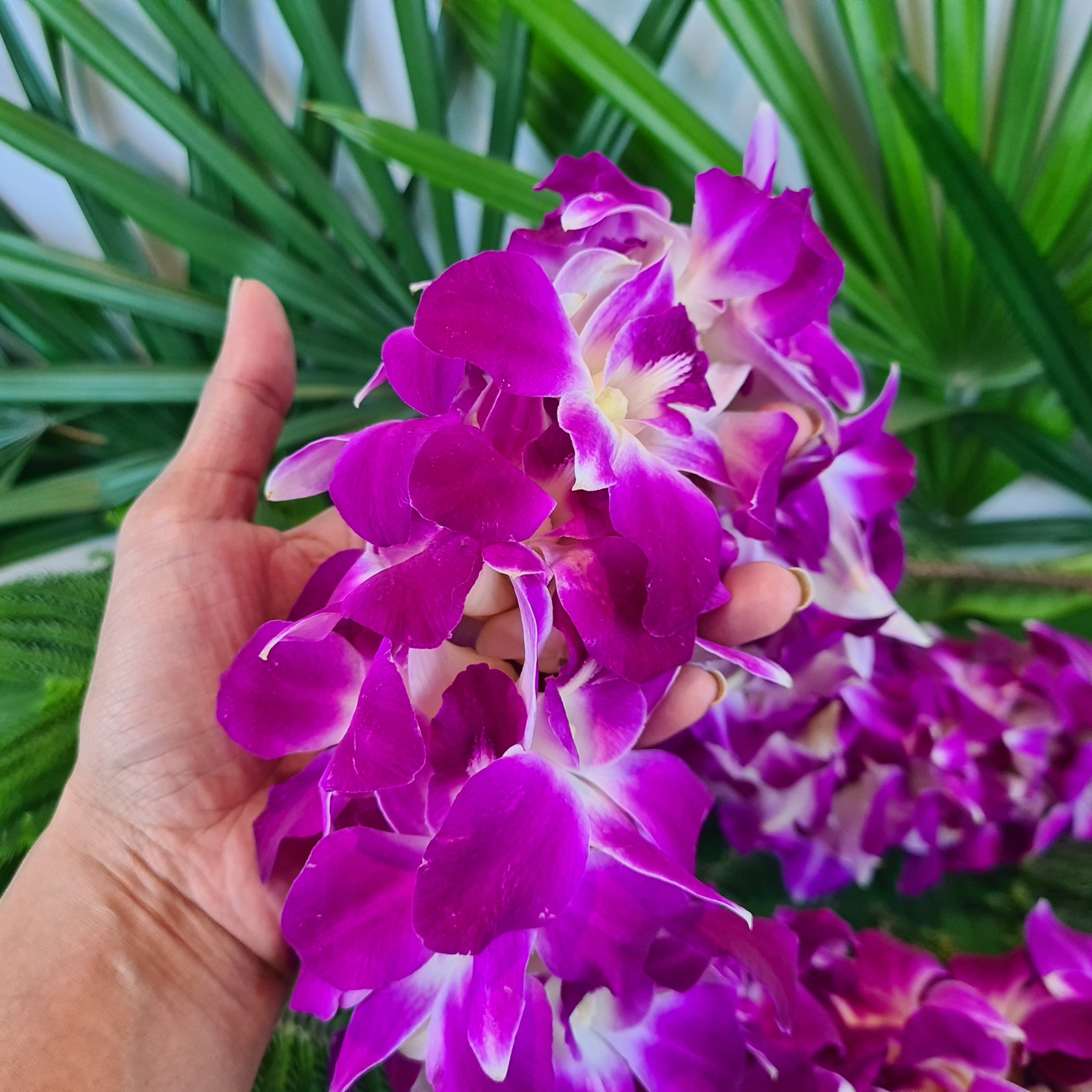Premium Double Purple Orchid Lei with 100 fresh Thai Dendrobium orchids. Ideal for special events, weddings, and tropical-themed parties. Strong and long-lasting, flown in weekly for vibrant color.