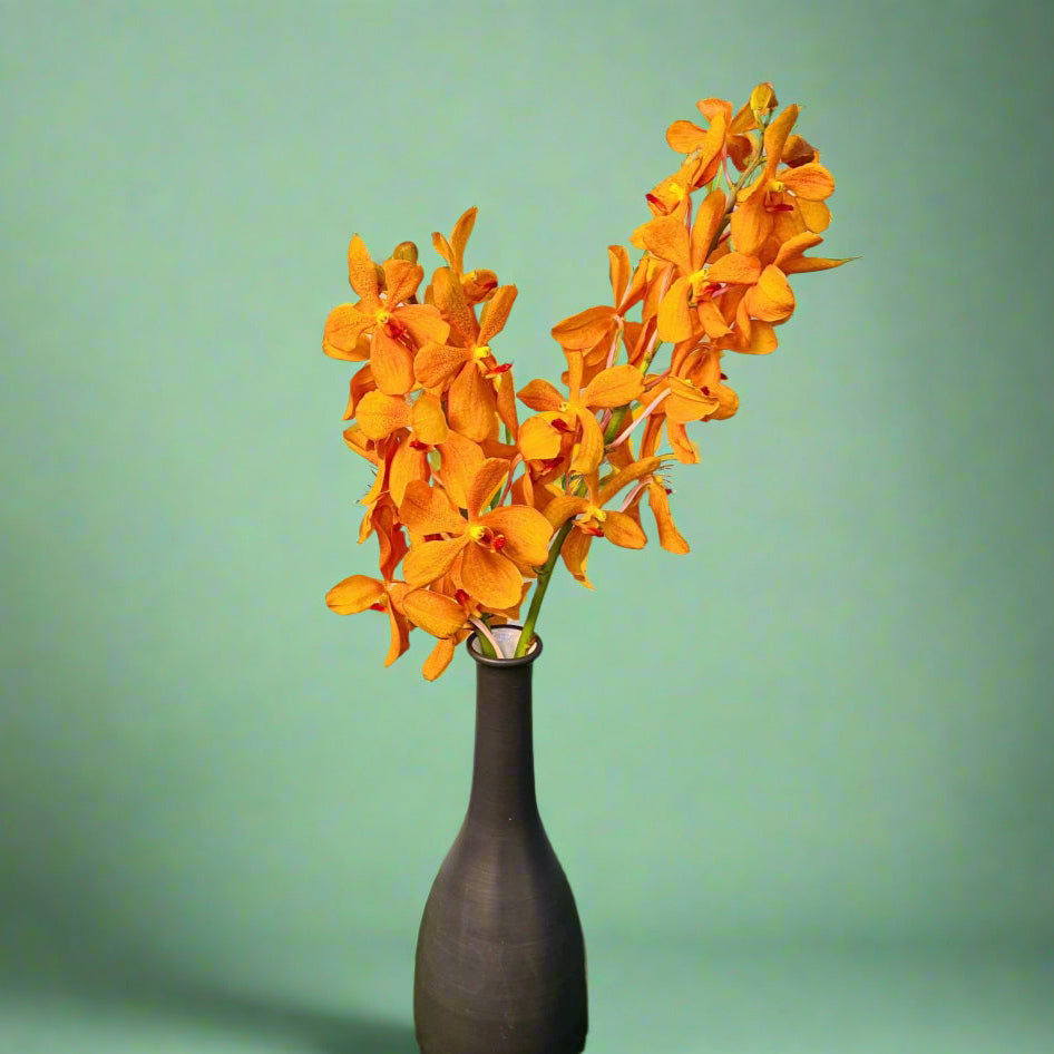 Aomyai Orange Mokara Orchids, 10 fresh stems imported from Thailand. Ideal for wedding bouquets, DIY projects, home decor, and creating unique floral arrangements. Vibrant orange color adds a welcoming touch to any celebration