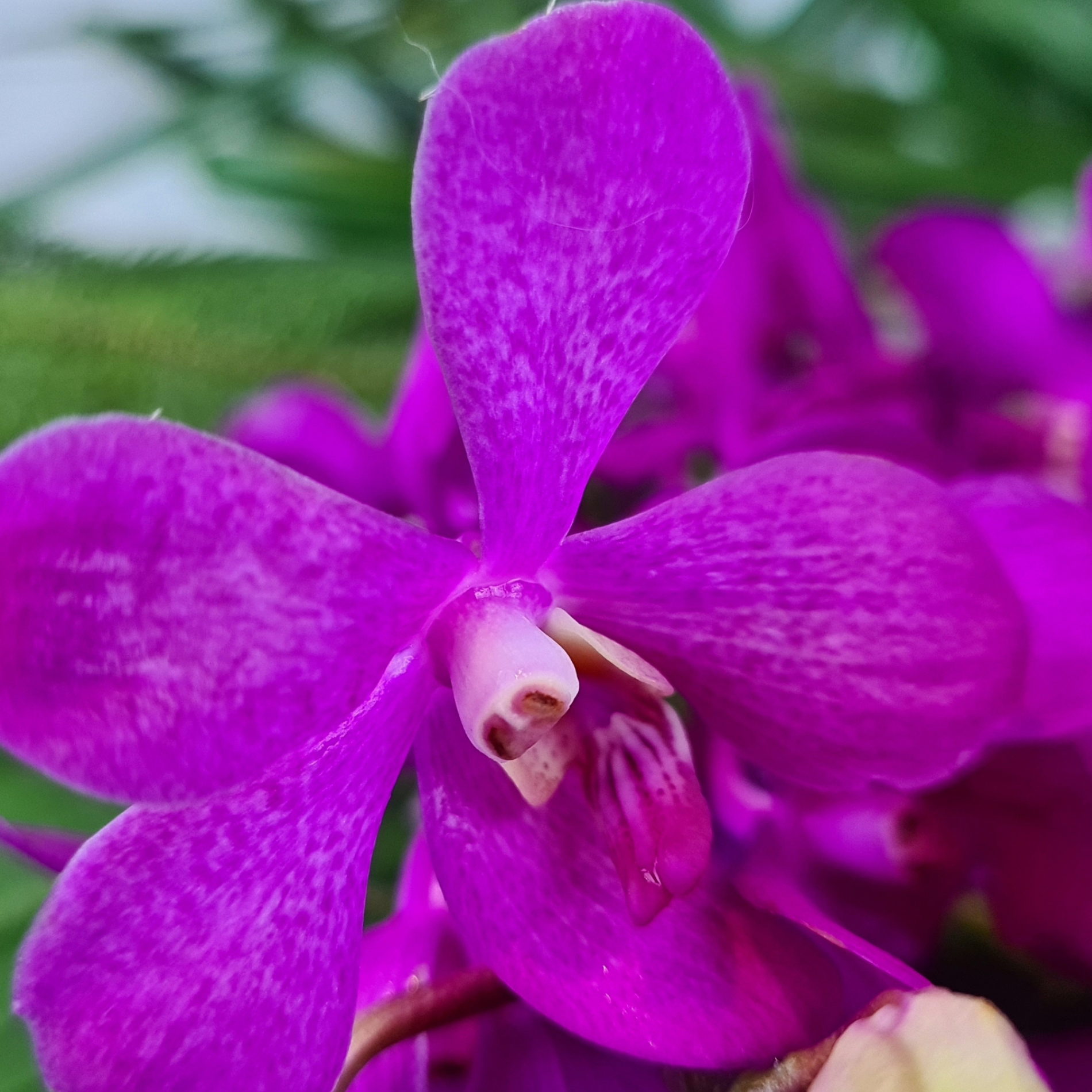 Fresh Pink Mokara Orchids – Elegant & Exotic Wedding Flowers
Transform any space with Fresh Mokara Nora Pink Orchids, prized for their rich pink tones and intricate petal patterns. This 10-stem bundle is perfect for wedding decorations, table centerpieces, floral installations, and bouquets. These durable, long-lasting blooms stay fresh for days. Flown from Thailand, free USA shipping!