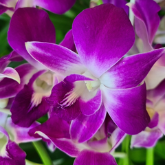 Premium bundle of 10 Purple Dendrobium Orchids, fresh from Thailand. Each stem comes with a water capsule for extended freshness. Ideal for creating stunning bouquets, decorating events, and as gifts. Long-lasting and high-quality flowers.