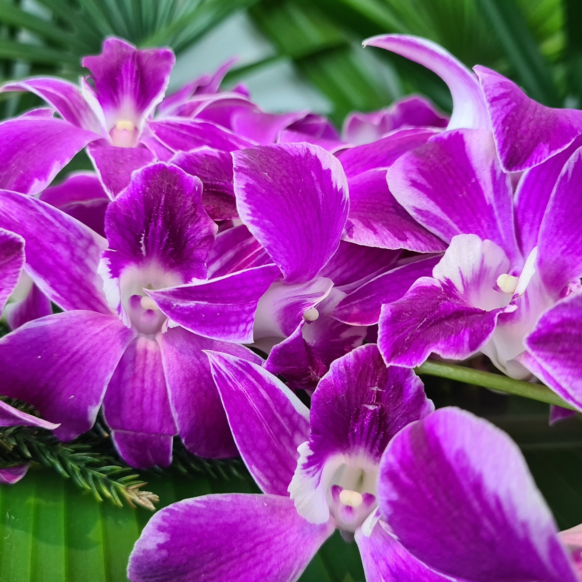 Premium bundle of 10 Ultra Violet Dendrobium Orchids, fresh from Thailand. Each stem comes with a water capsule for extended freshness. Ideal for creating stunning bouquets, decorating events, and as gifts. Long-lasting and high-quality flowers