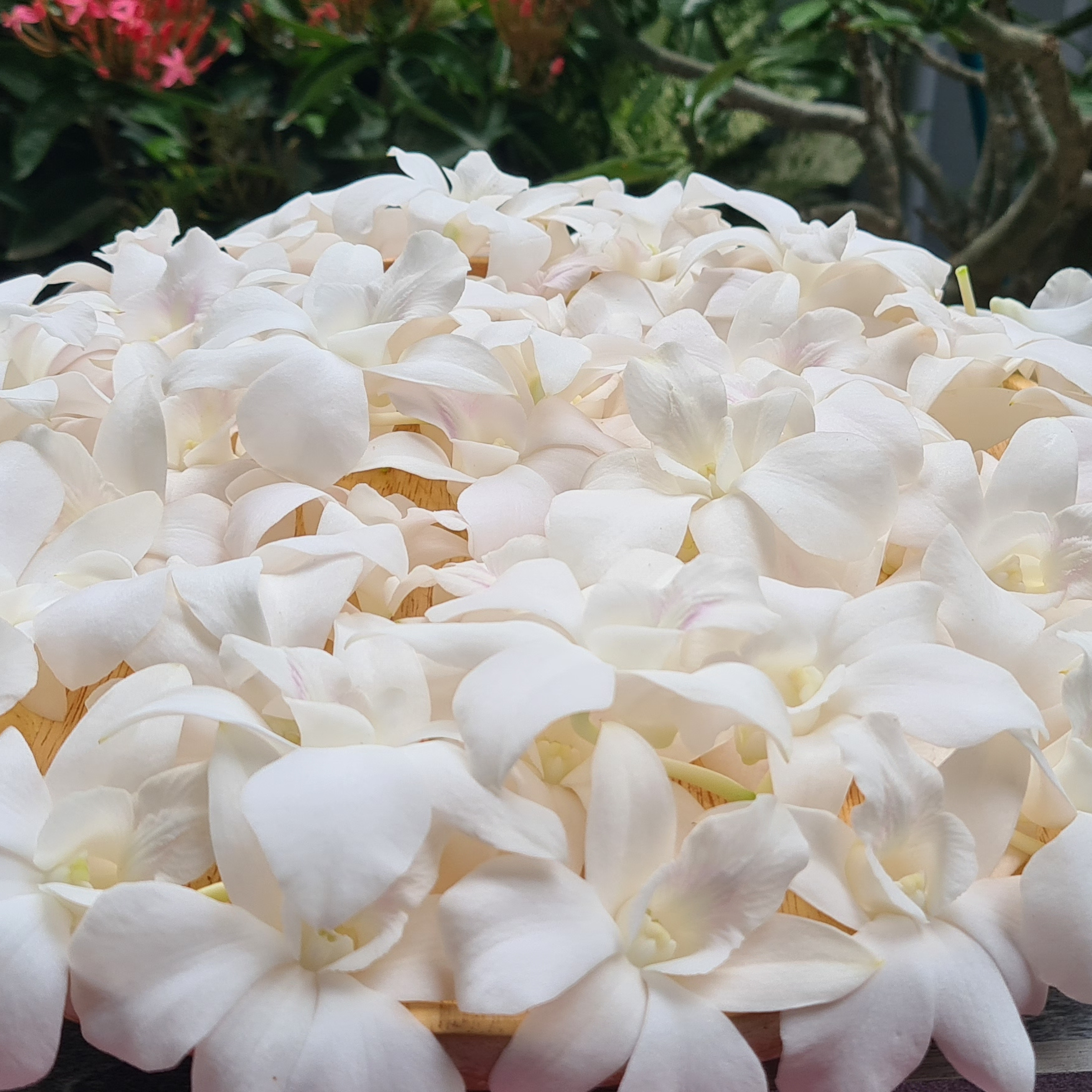 Snow White Dendrobium Orchid Box | 50 Fresh Blooms | Shipped from Thailand | Ideal for Event Decorations and DIY Projects | Long-Lasting Blooms