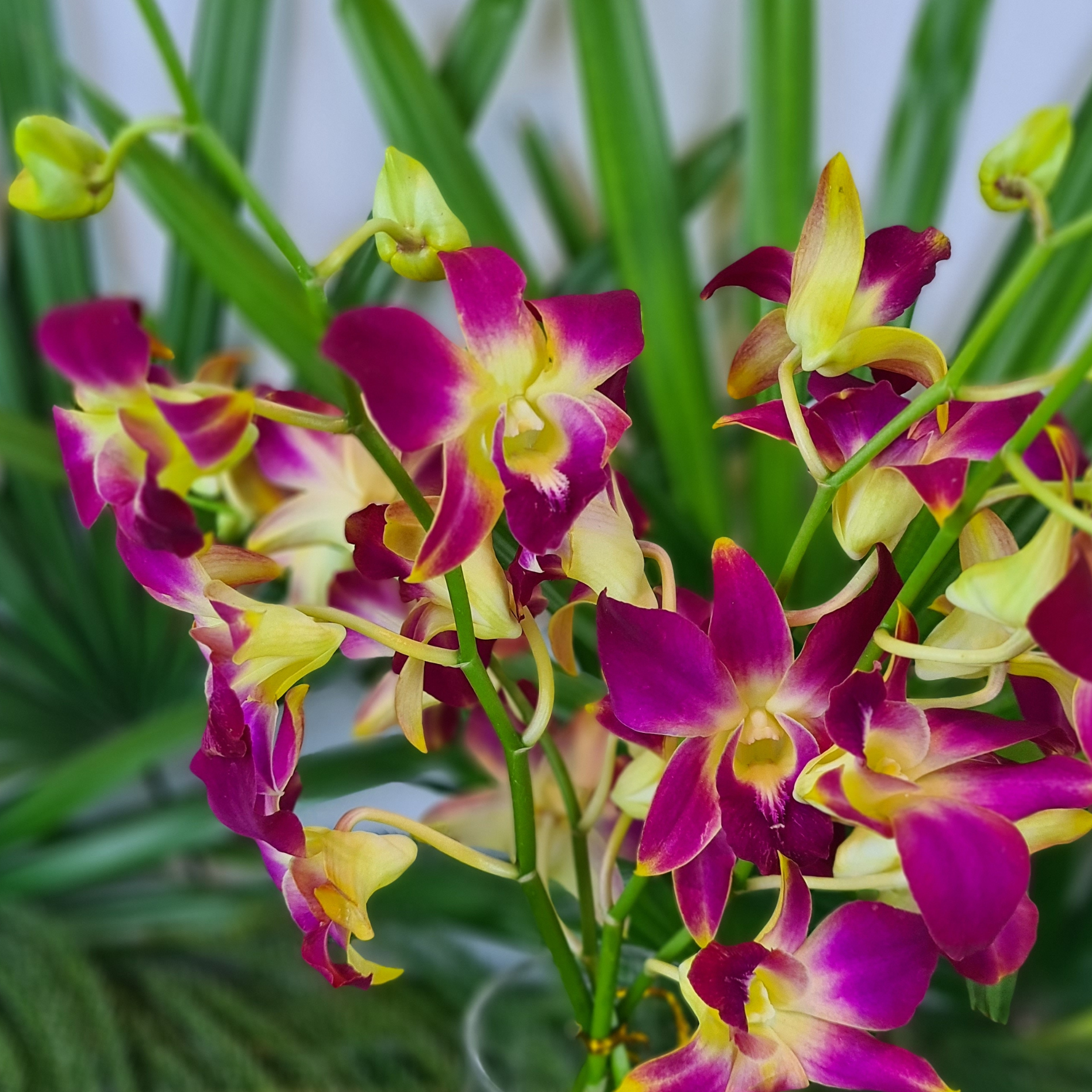 Fresh Yellow and Red Dendrobium Orchids, 10 stems with water capsules. Perfect for wedding decorations, home decor, and special events. Flown in from Thailand, offering long-lasting beauty and premium quality for elegant floral displays.