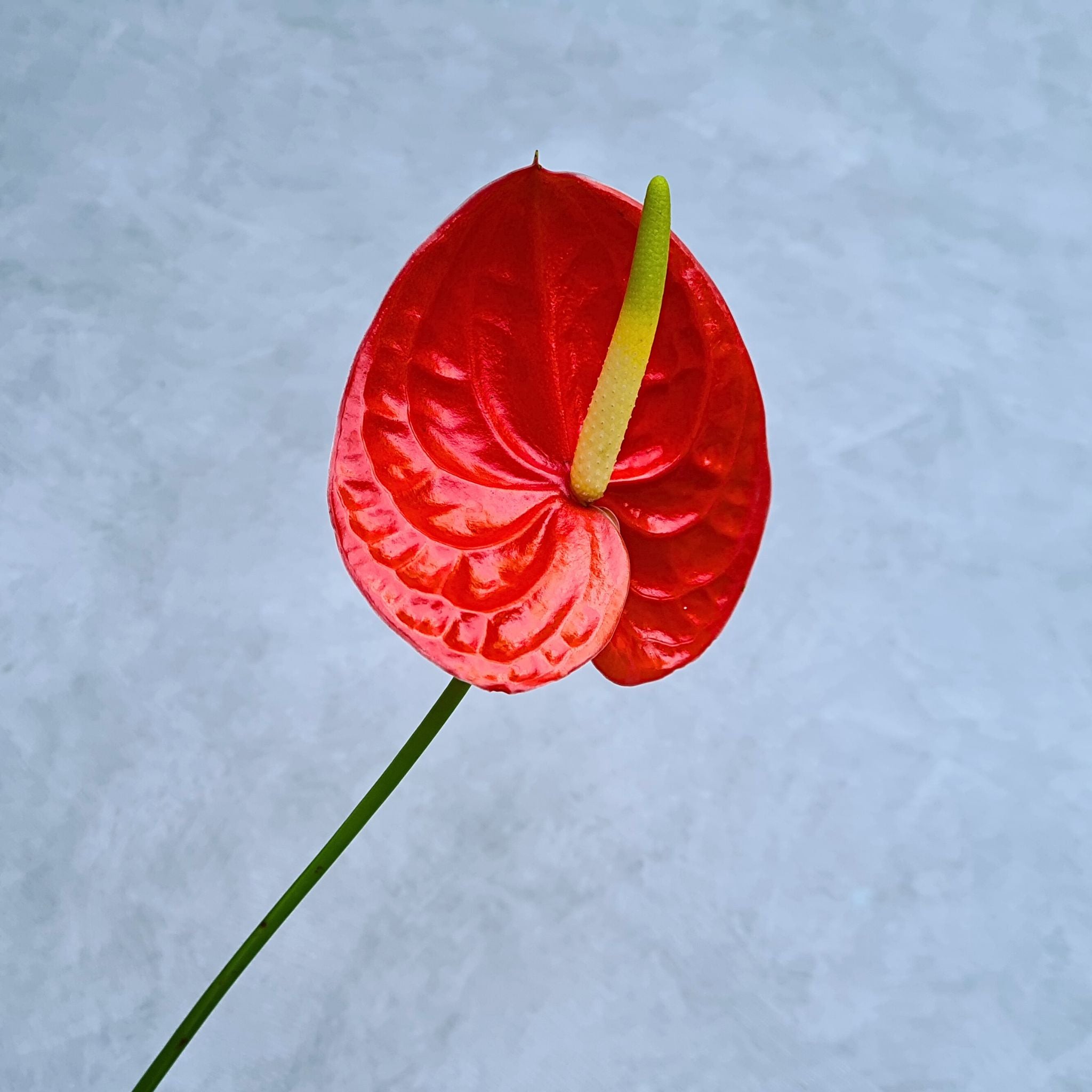 Glossy red Anthurium FIRE orchid bloom, long-stemmed & long-lasting, perfect for wedding floral designs, event decorations & DIY projects. Fresh from Thailand, this rare shiny flower adds vibrancy & sophistication to bouquets, centerpieces & formal décor.