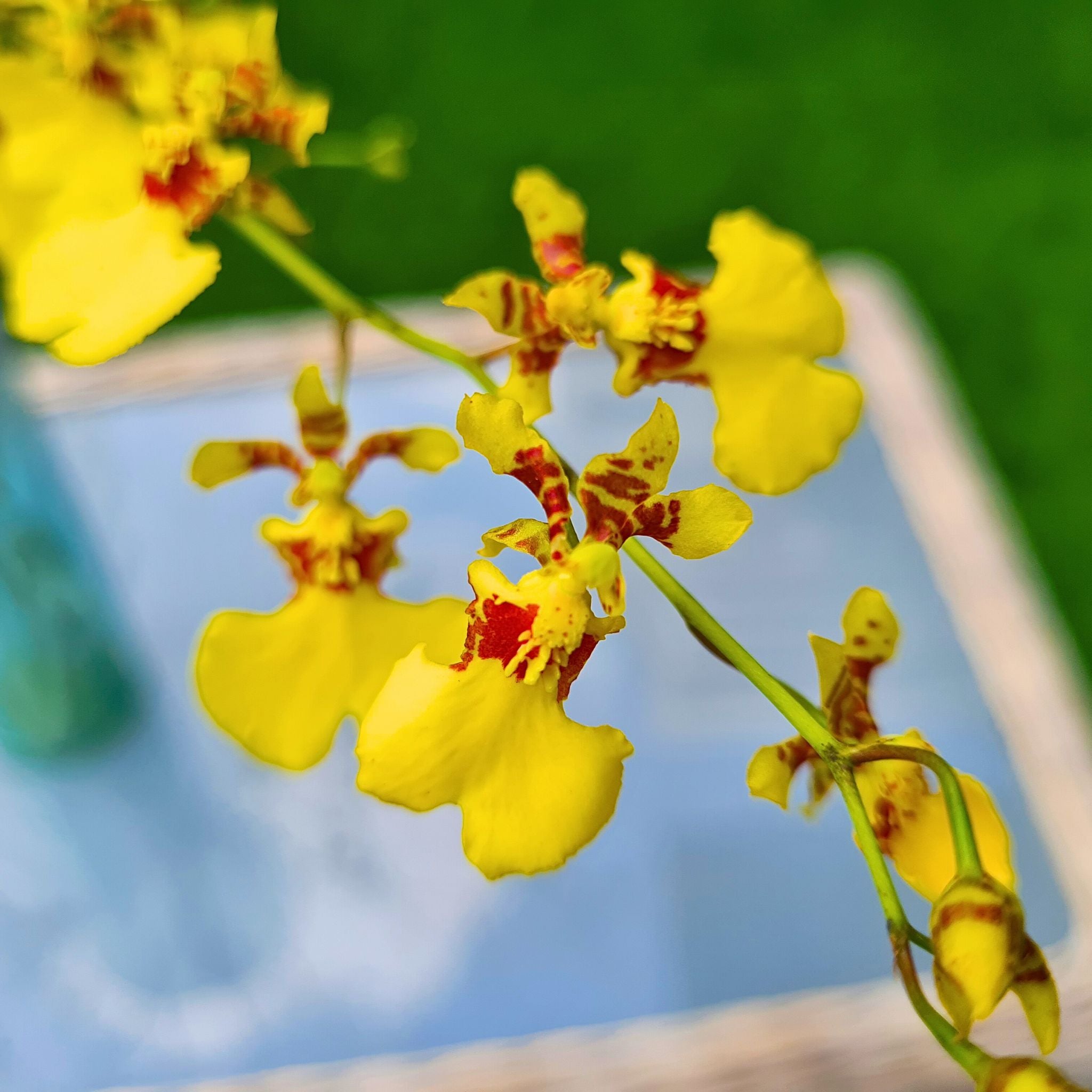 Golden Shower Yellow Oncidium Orchids provide a stunning, tropical touch to weddings, events, and home décor. Long-lasting blooms with vibrant yellow petals make them perfect for bouquets, centerpieces, and floral arrangements