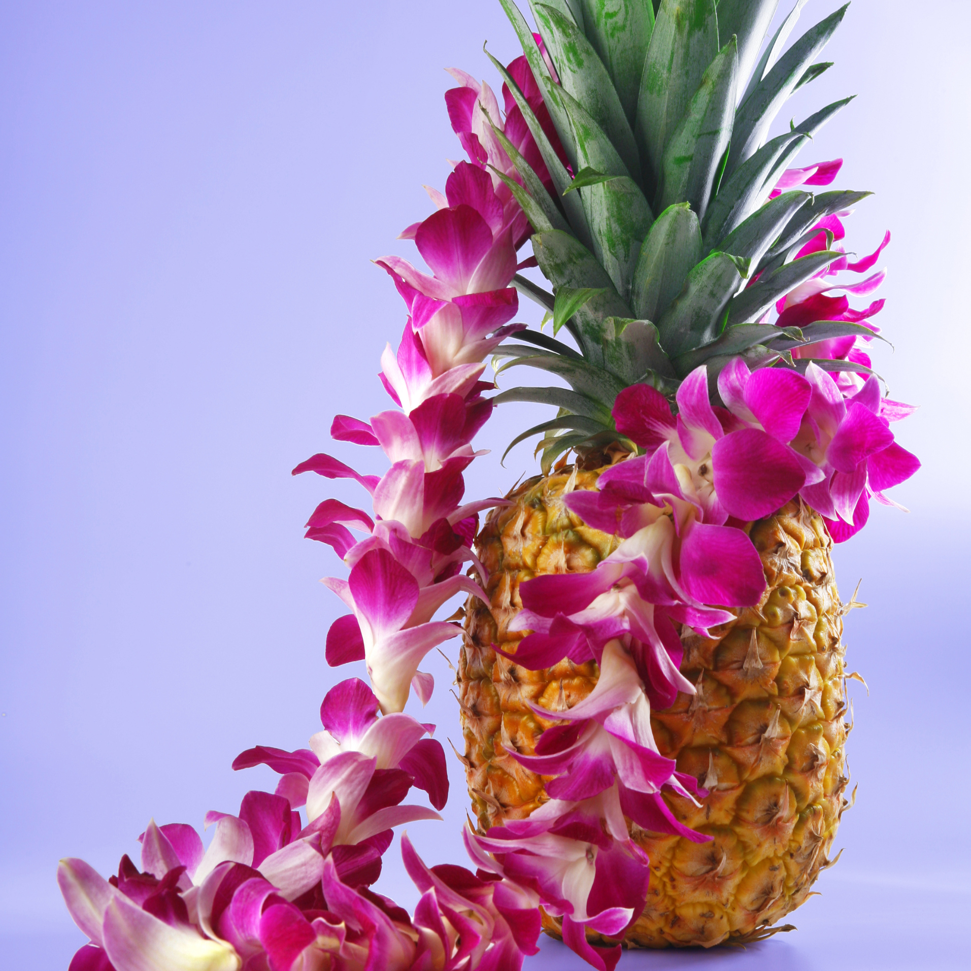Stylish Single Purple Orchid Lei featuring 55 Thai Dendrobium orchids. Ideal for weddings, graduations, and beach parties, this lei offers a vibrant, fresh floral accessory that makes a memorable statement.