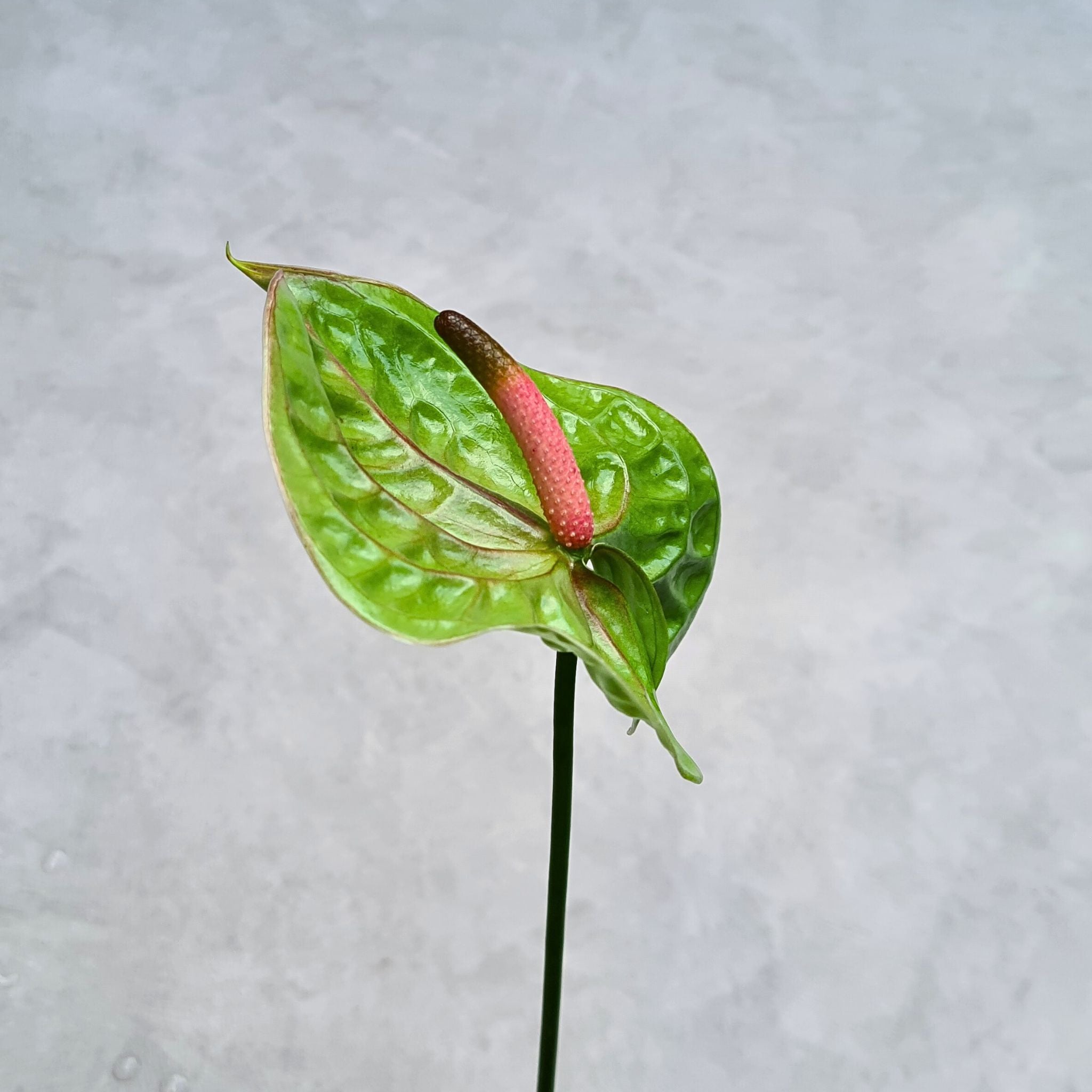 Vibrant Green Anthurium Verino orchids, tropical flowers from Thailand, perfect for unique floral arrangements and home decor.