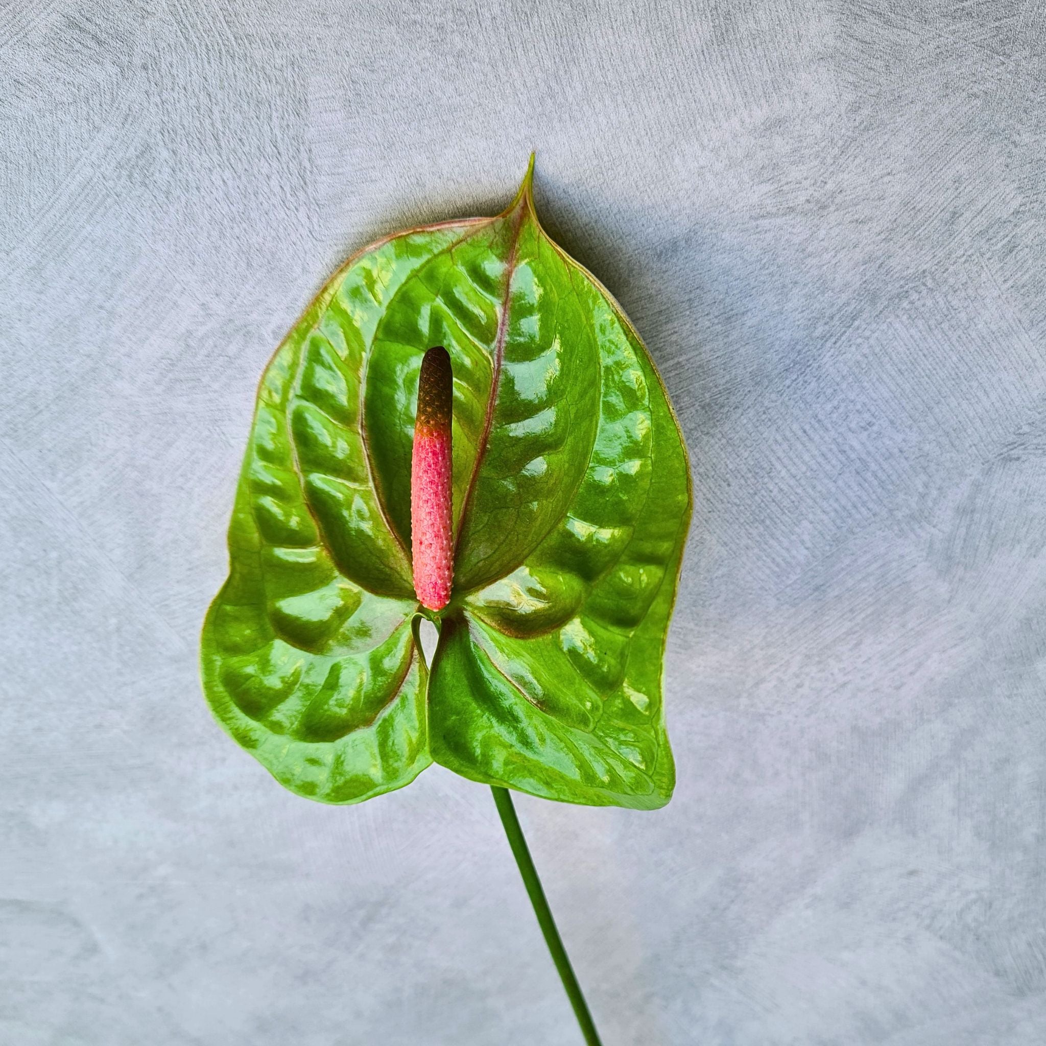 Green Anthurium Verino Orchids, rare blooms with a fresh green hue, perfect for weddings, events, floral decor, and DIY bouquets.