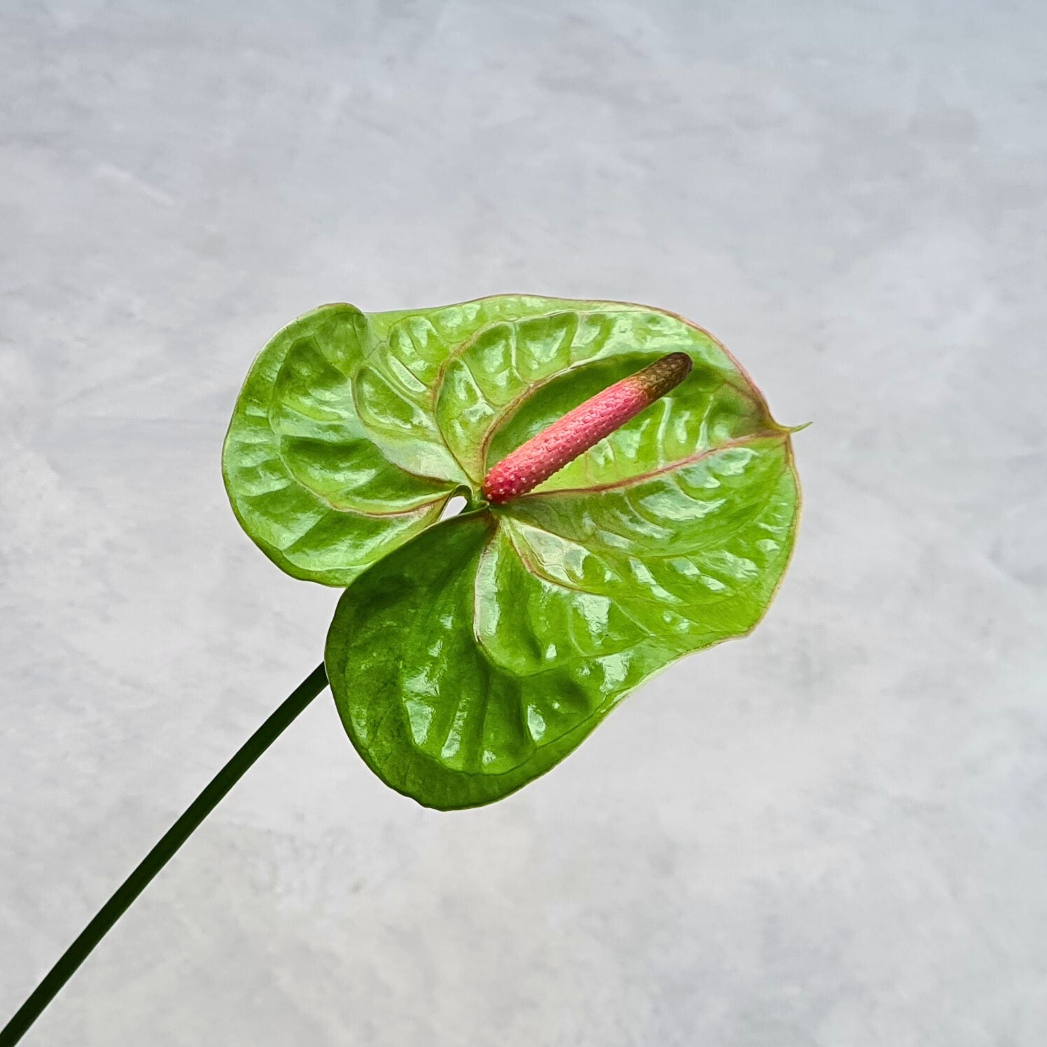 Rare Green Anthurium Verino orchids, versatile tropical blooms ideal for creating elegant bouquets, centerpieces, and event decor.