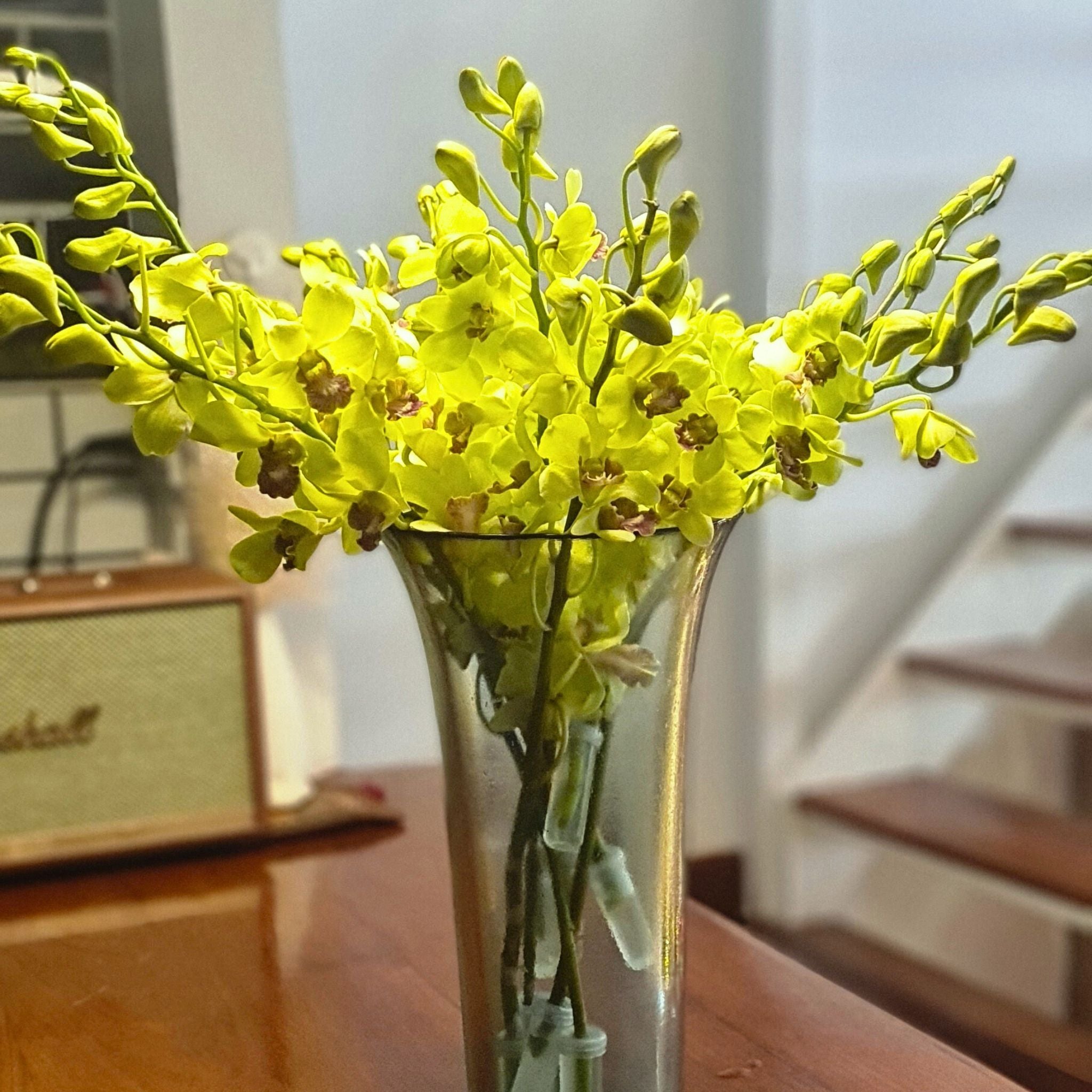 Premium Thai Jade Green orchids, 10 fresh Dendrobium stems. Ideal for weddings, home decor, floral arrangements, and DIY projects. These exotic green orchids add a touch of nature and elegance to any floral creation