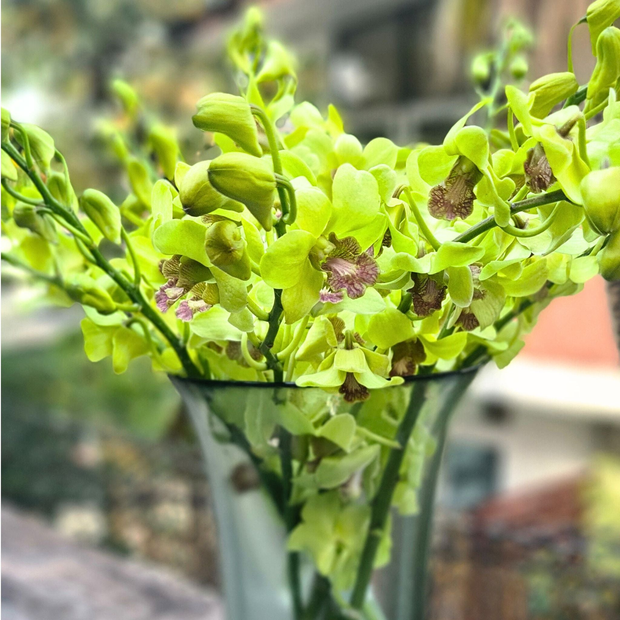 10 stems of farm-fresh Thai Jade Green orchids, Dendrobium variety. Perfect for wedding floral arrangements, bouquets, DIY projects, and home decor. Unique jade color offers an elegant and exotic touch to all events.